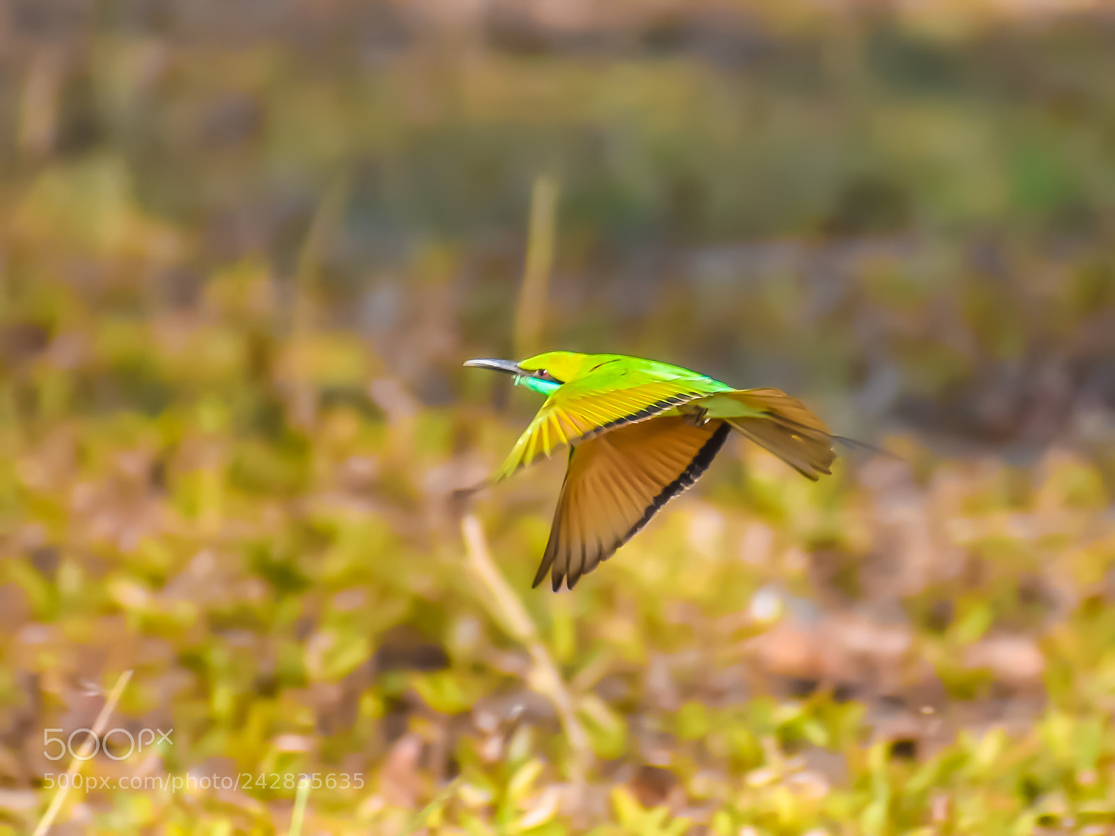 Nikon D3400 sample photo. Green bee eater photography
