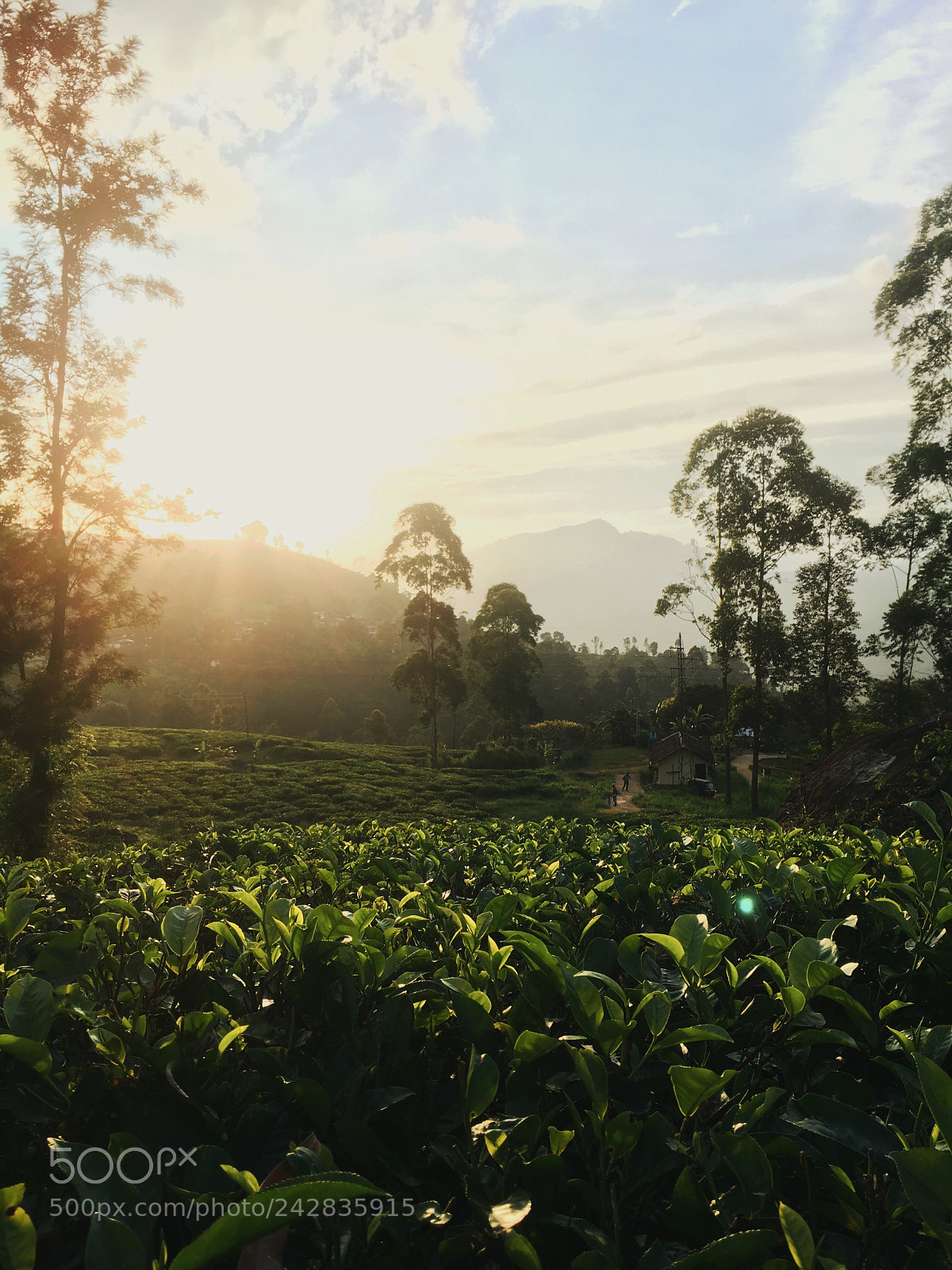 Apple iPhone 6s sample photo. Ceylon tea photography