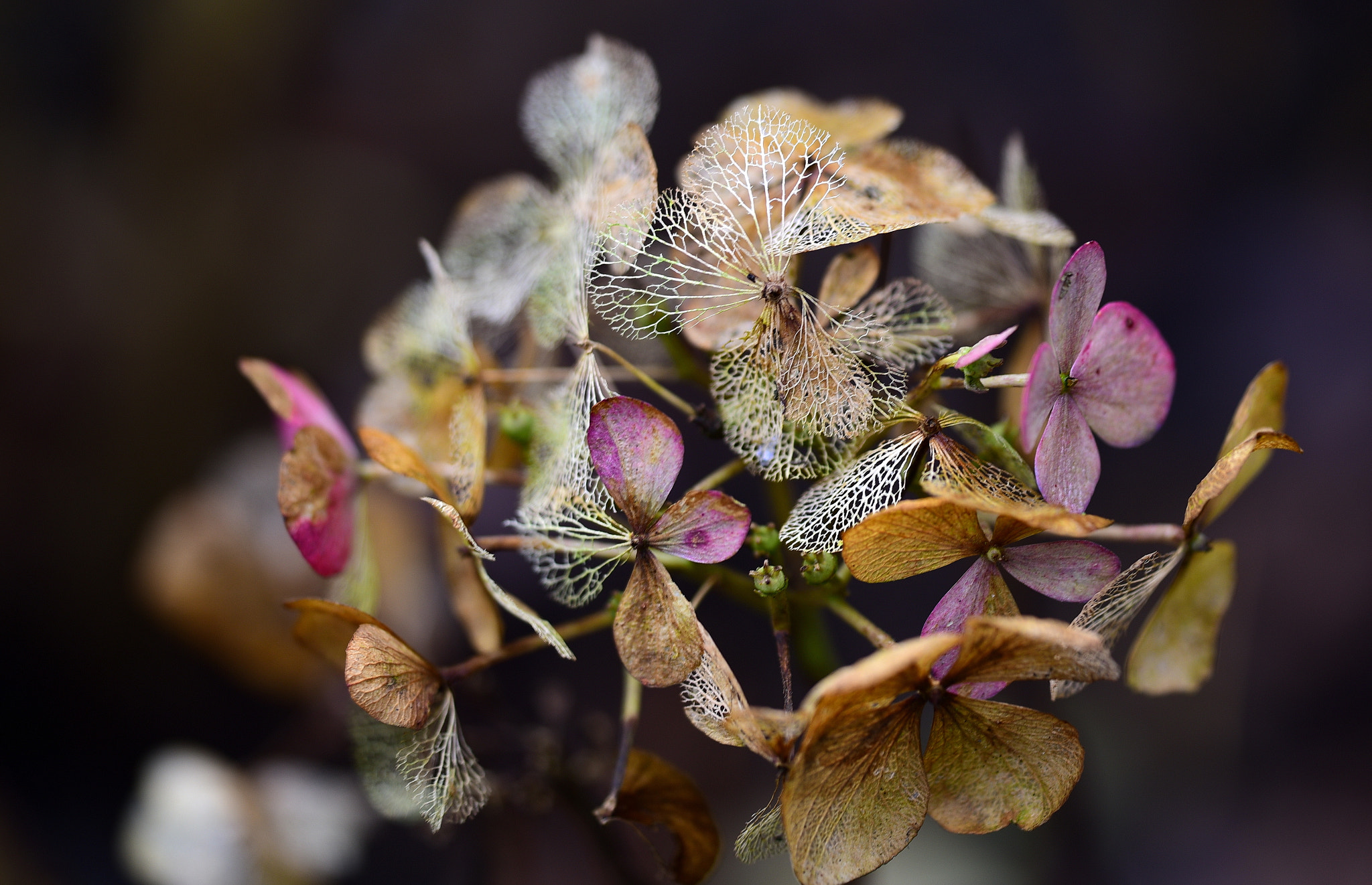 Nikon D750 + Sigma 150mm F2.8 EX DG OS Macro HSM sample photo. Life cycles photography