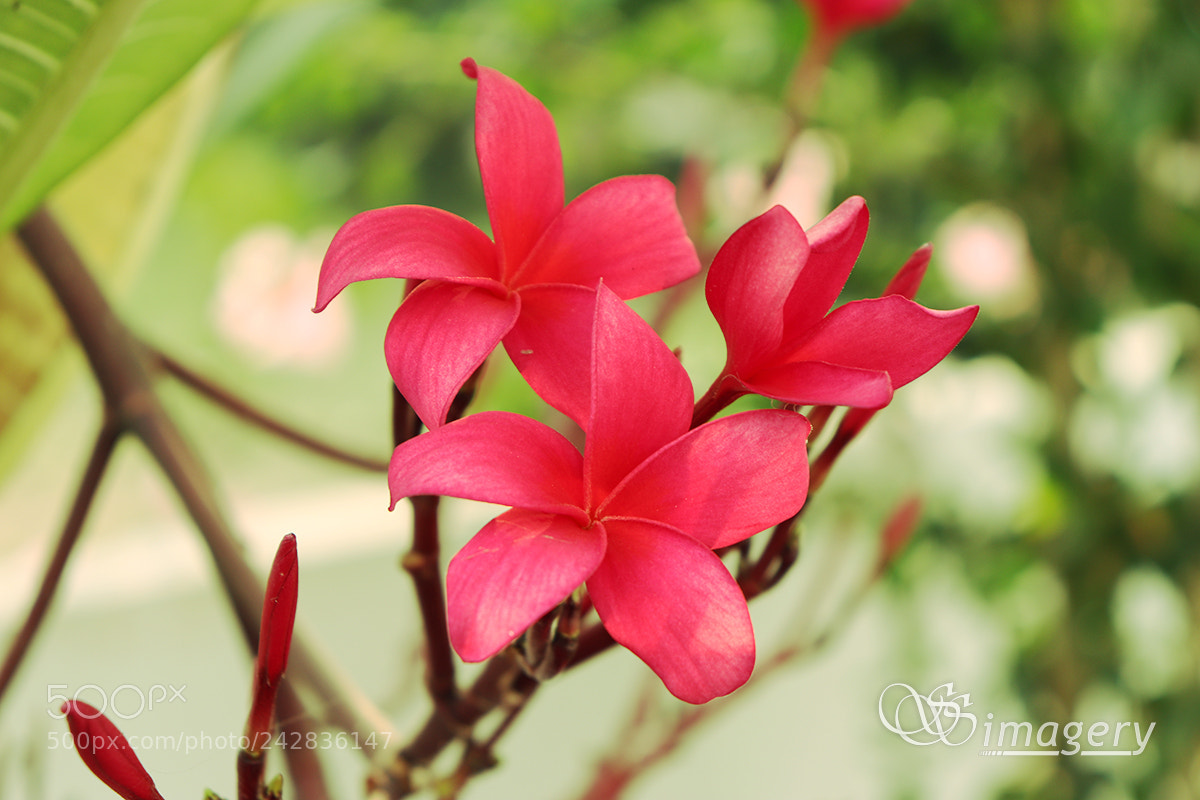 Canon EOS 200D (EOS Rebel SL2 / EOS Kiss X9) sample photo. Pink flowers photography