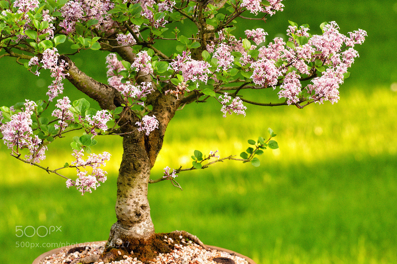 Nikon D7200 sample photo. Lilac as a bonsai photography