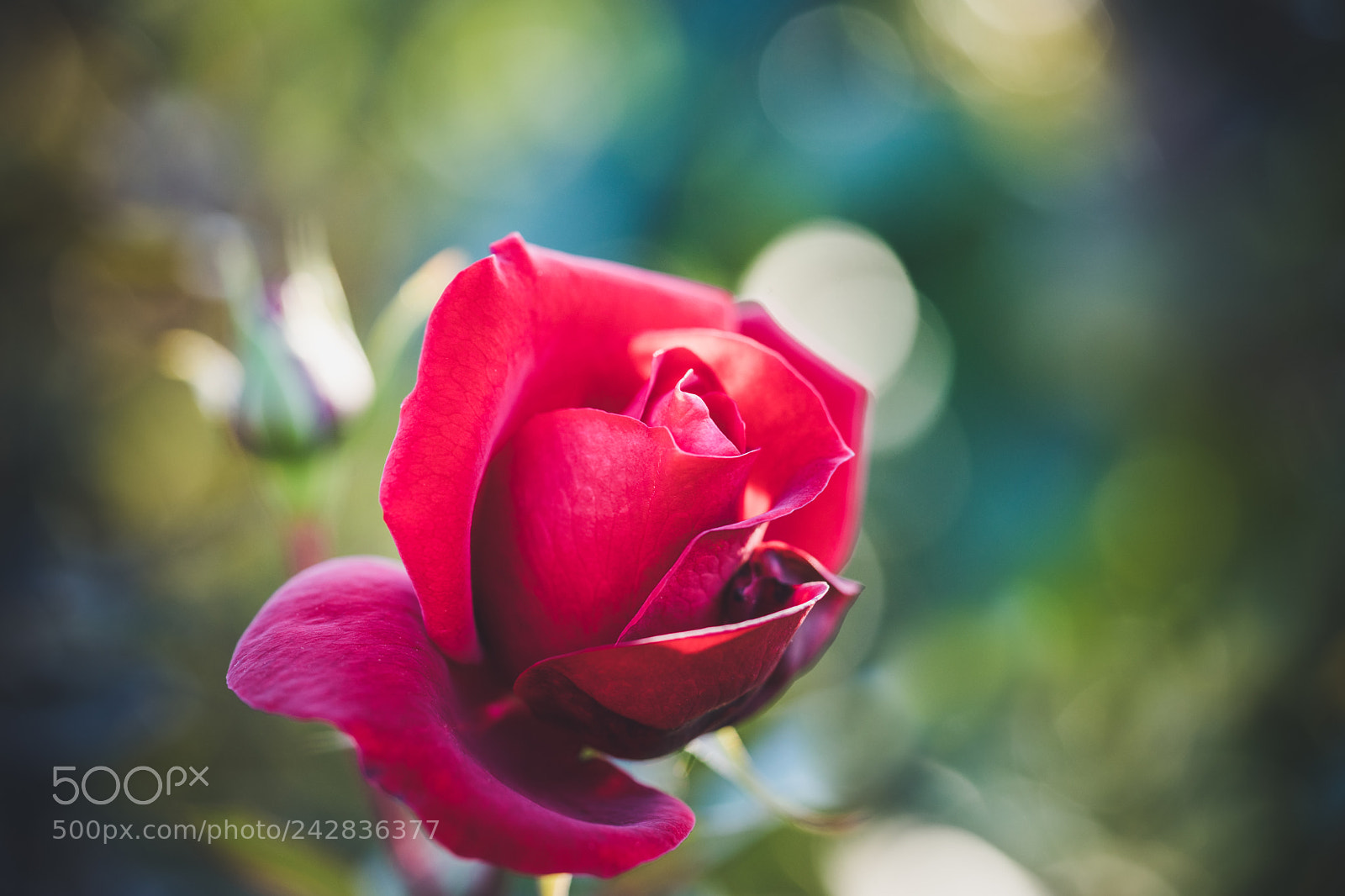 Sony a7 II sample photo. Rose photography