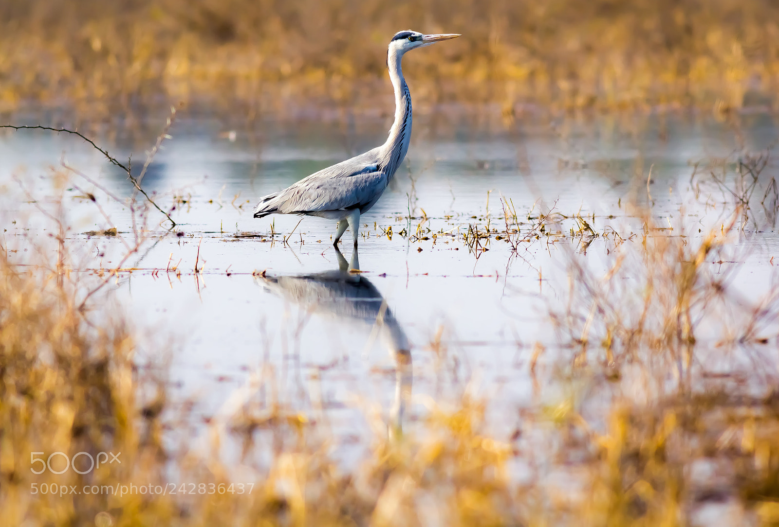 Canon EOS 550D (EOS Rebel T2i / EOS Kiss X4) sample photo. Grey heron photography