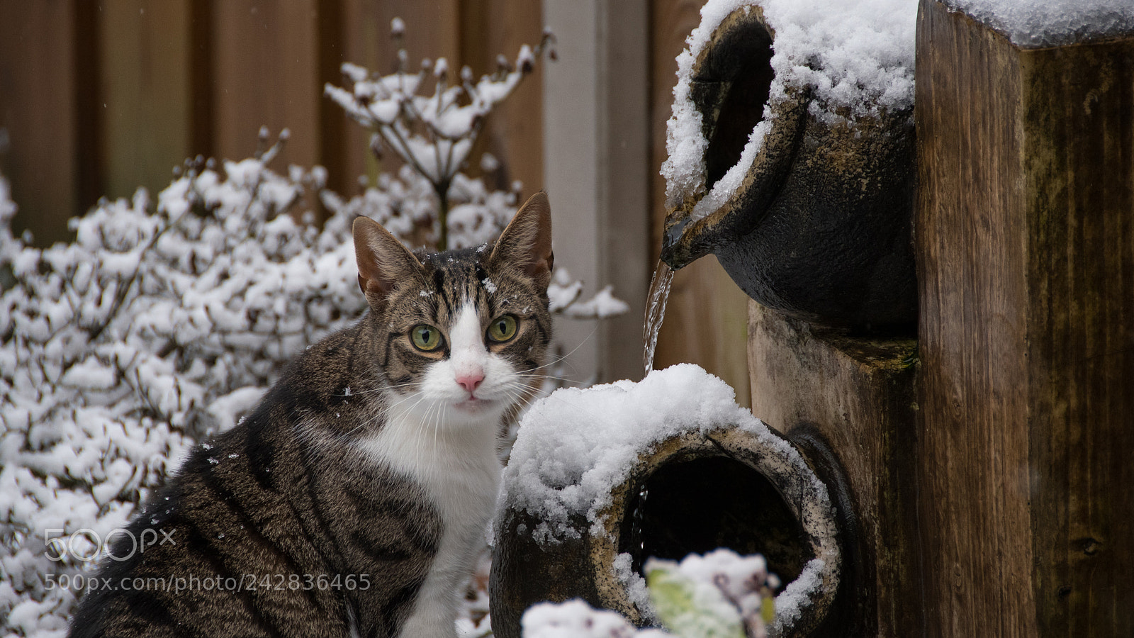 Nikon D500 sample photo. My other cat photography