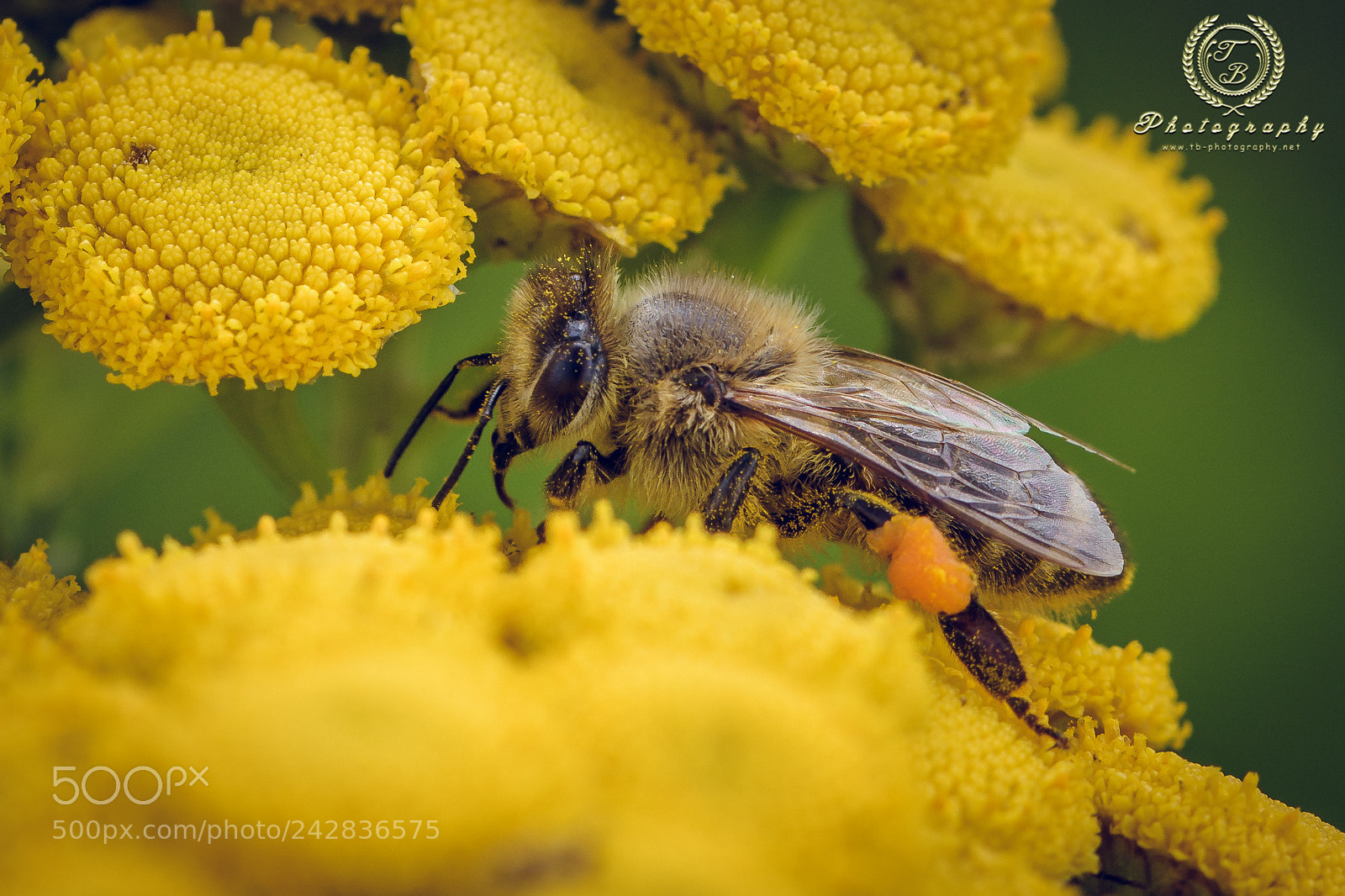 Nikon D7200 sample photo. Bienchen auf gemeinen rainfarn photography