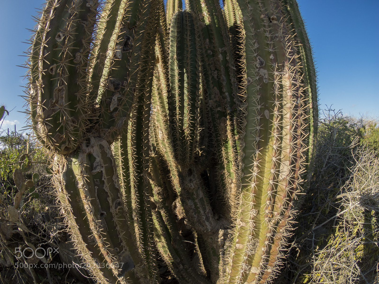 Olympus OM-D E-M1 sample photo. Bhp_scenic_aruba_20160227_3805.jpg photography