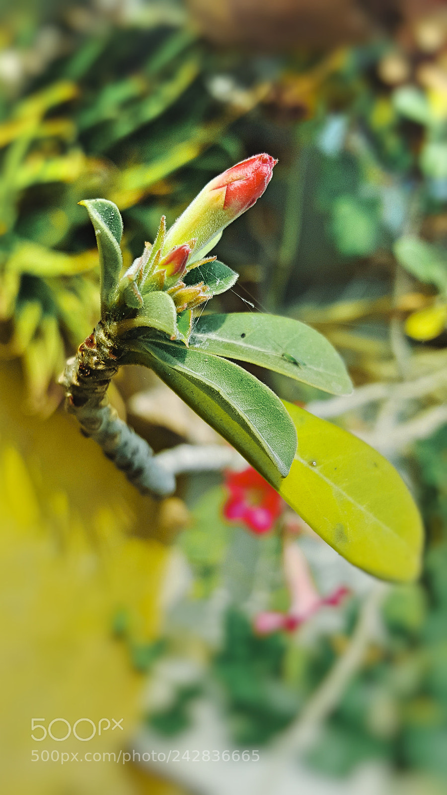 Samsung Galaxy S6 sample photo. Untitled photography
