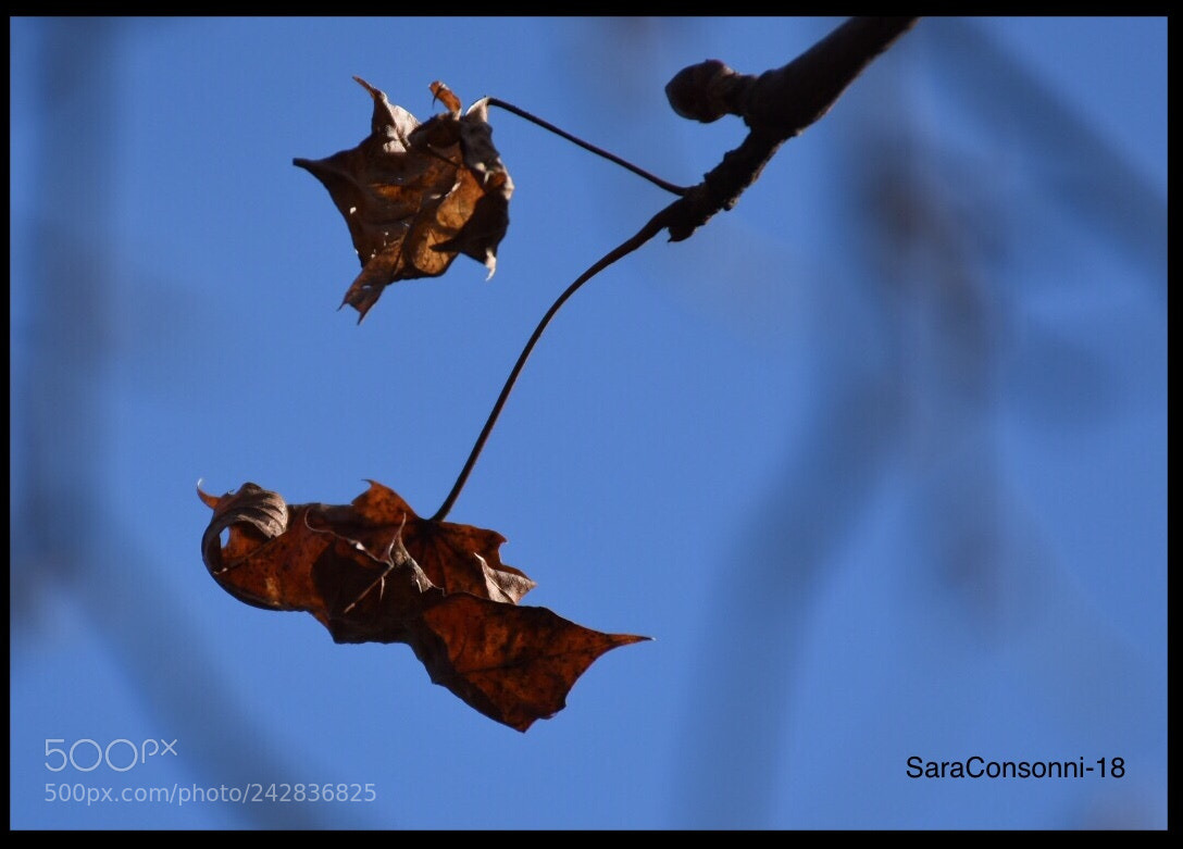 Nikon D7200 sample photo. Inverno photography