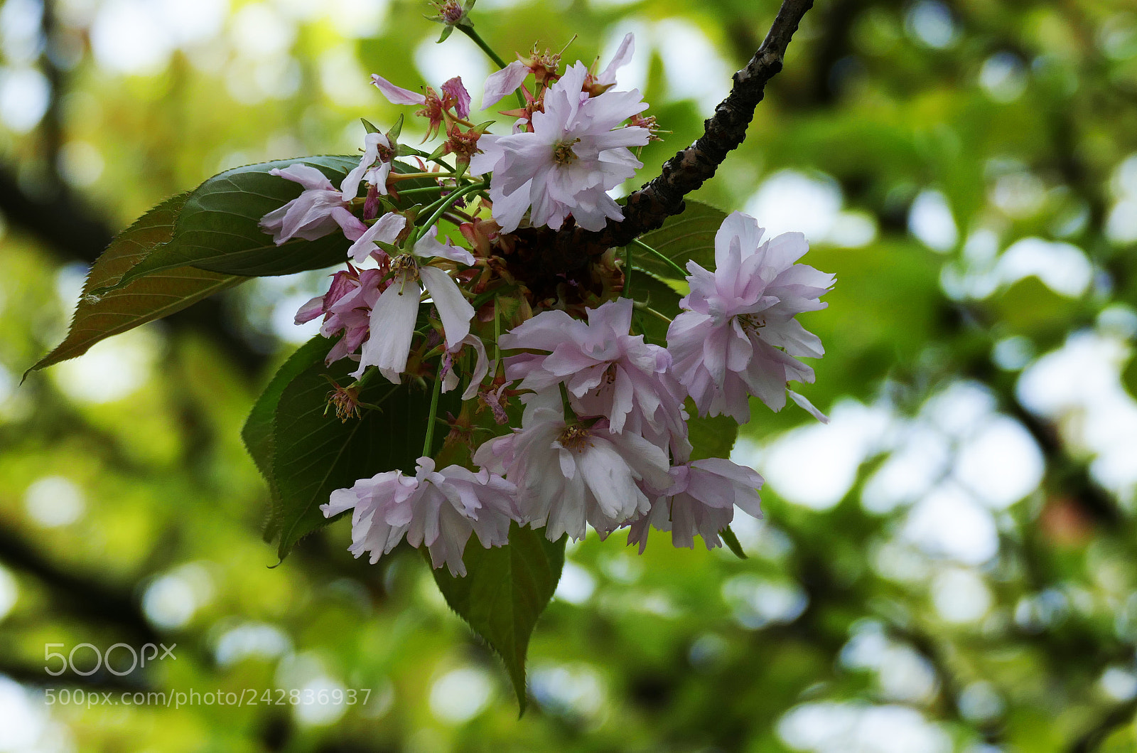 Panasonic Lumix DMC-FZ1000 sample photo. Always blossom! photography