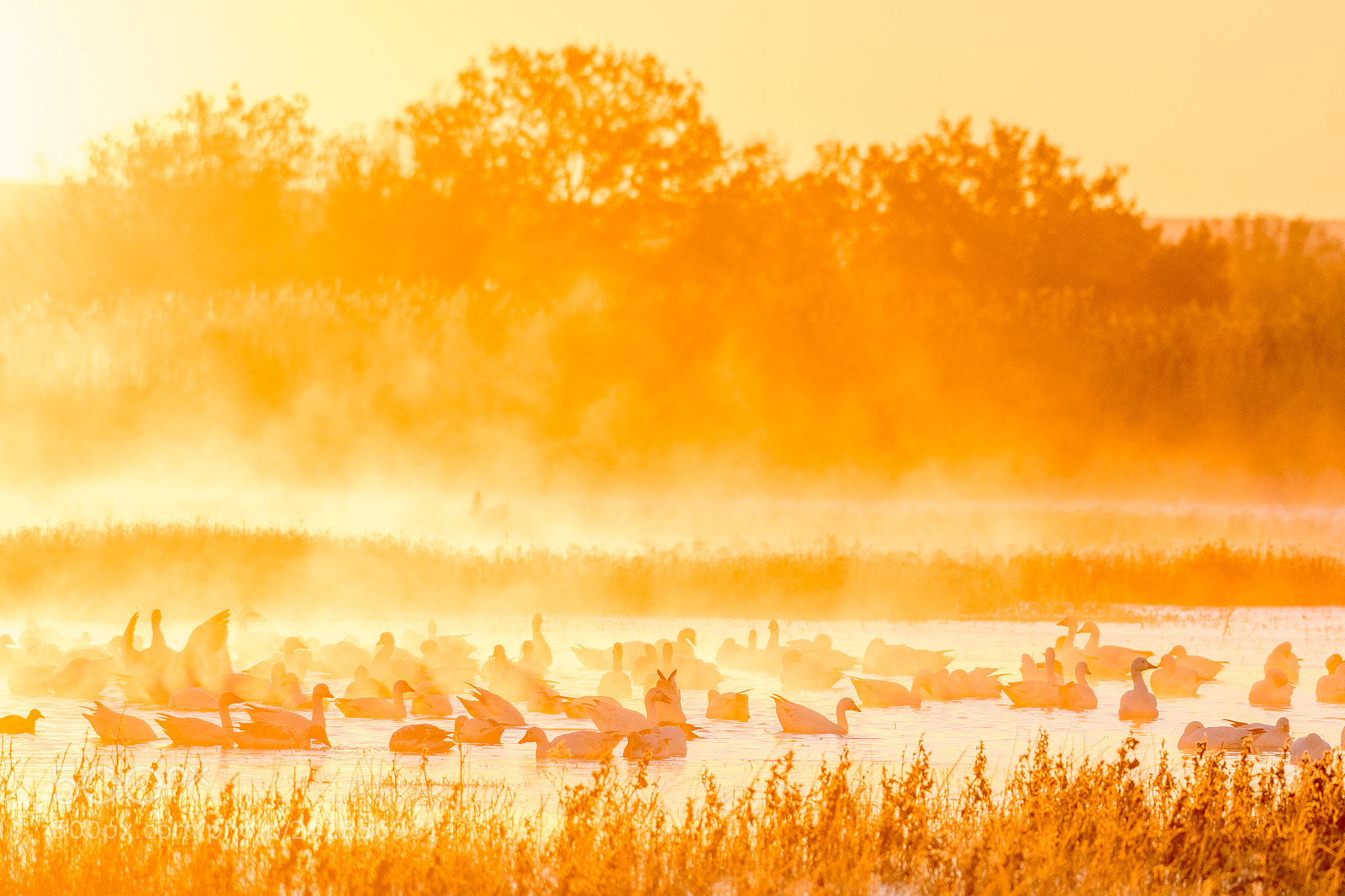 Nikon D500 sample photo. Snow geese in the photography