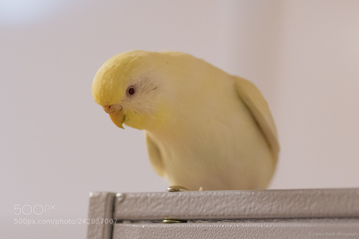Nikon D500 sample photo. Cute polly photography