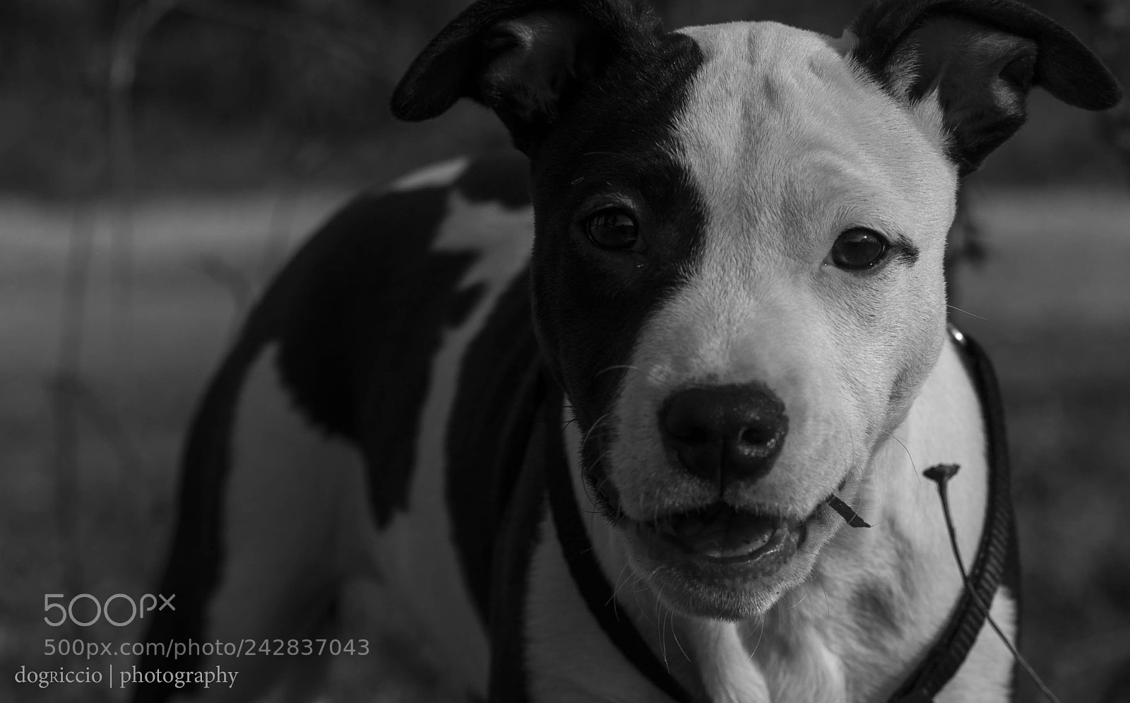 Canon EOS 50D sample photo. Bw ig photography