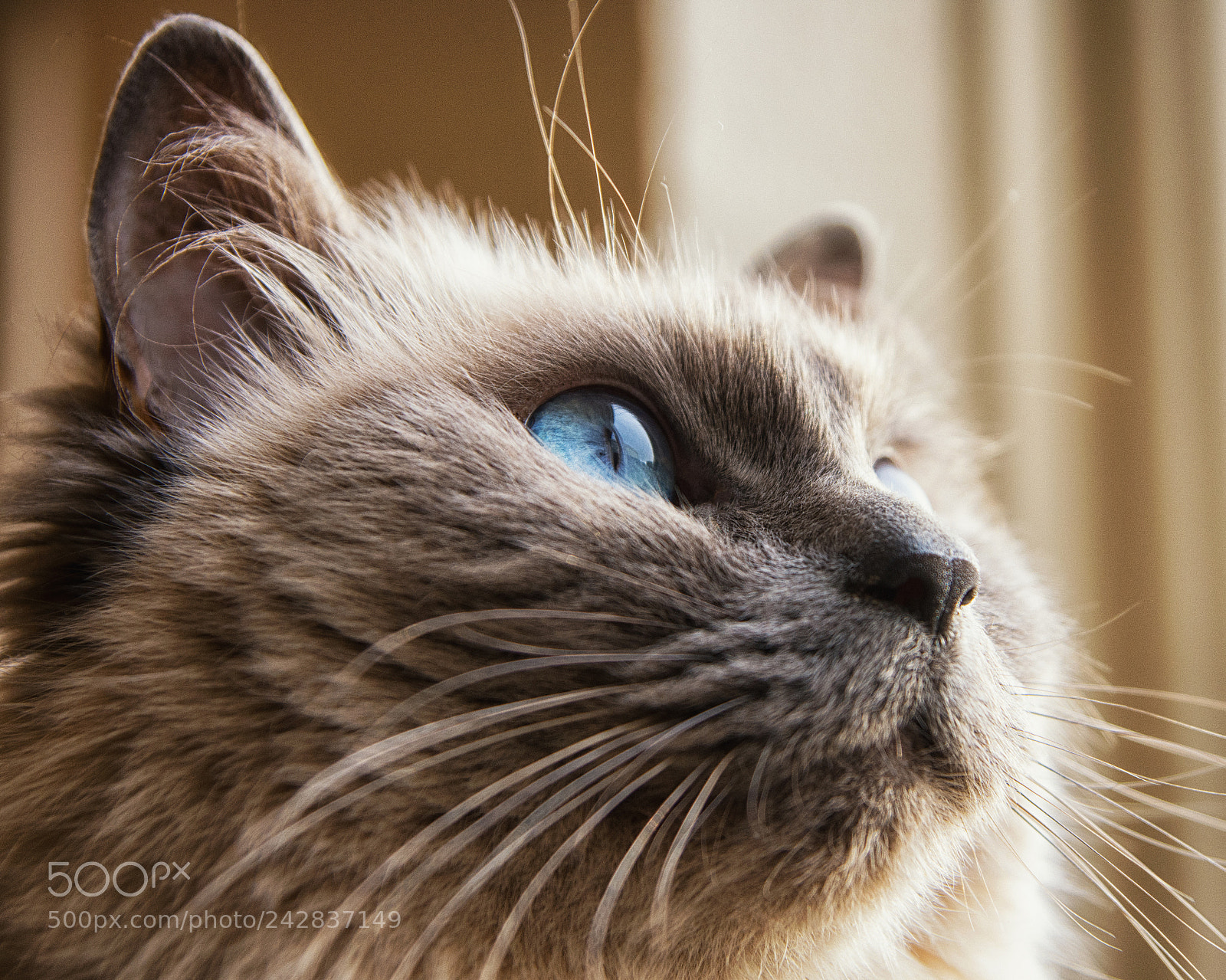 Nikon D7200 sample photo. My cat photography