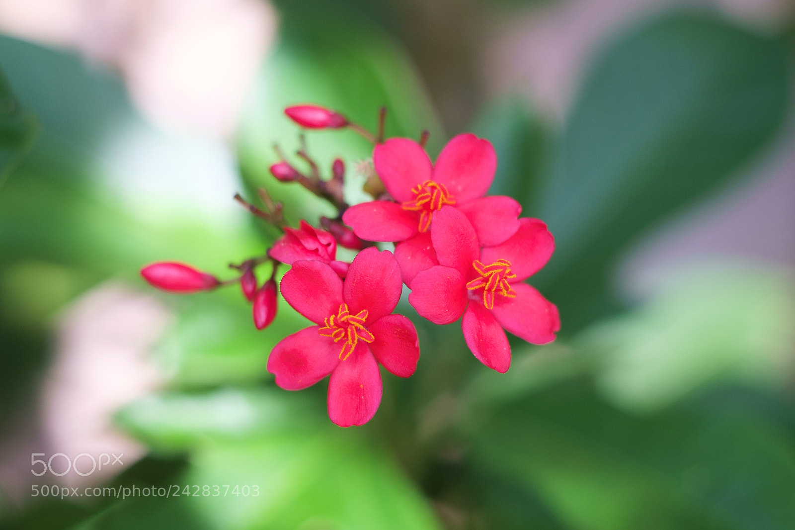 Fujifilm X-E1 sample photo. Flowers: close up photography