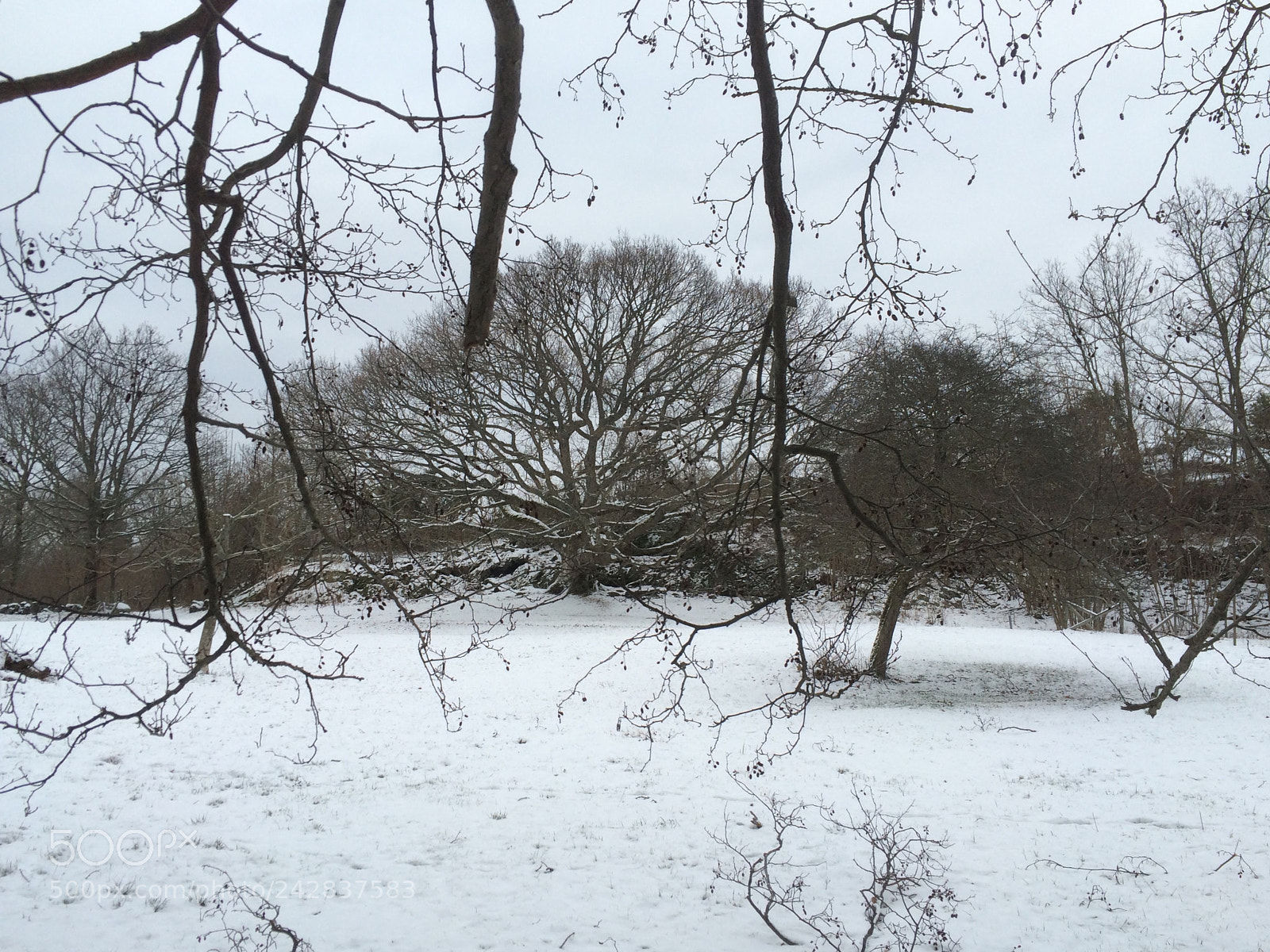 Apple iPhone 5s sample photo. Alder framing the oak photography