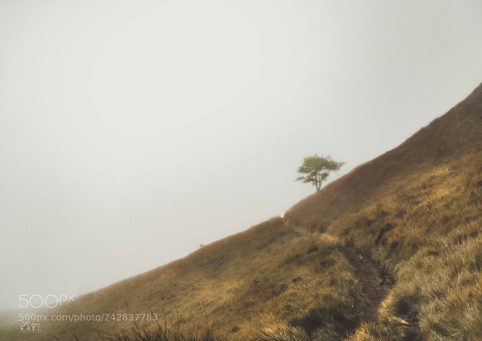 Nikon D5100 sample photo. Lone photography