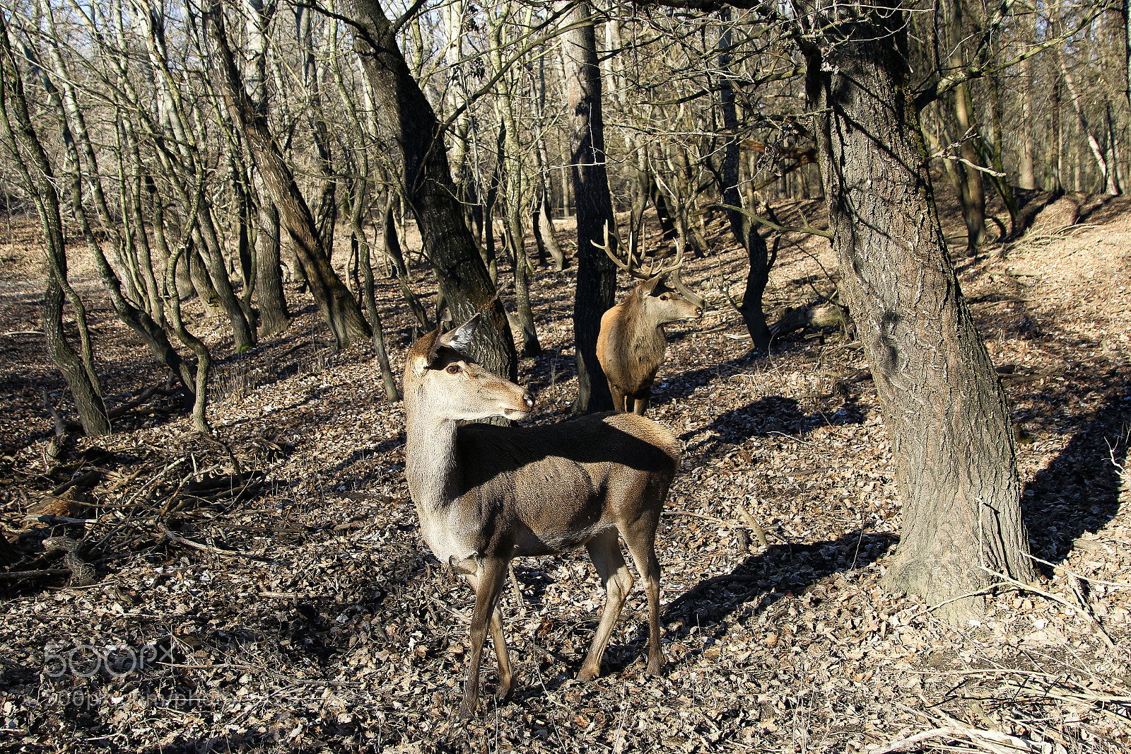 Canon EOS 70D sample photo. The watching deer photography
