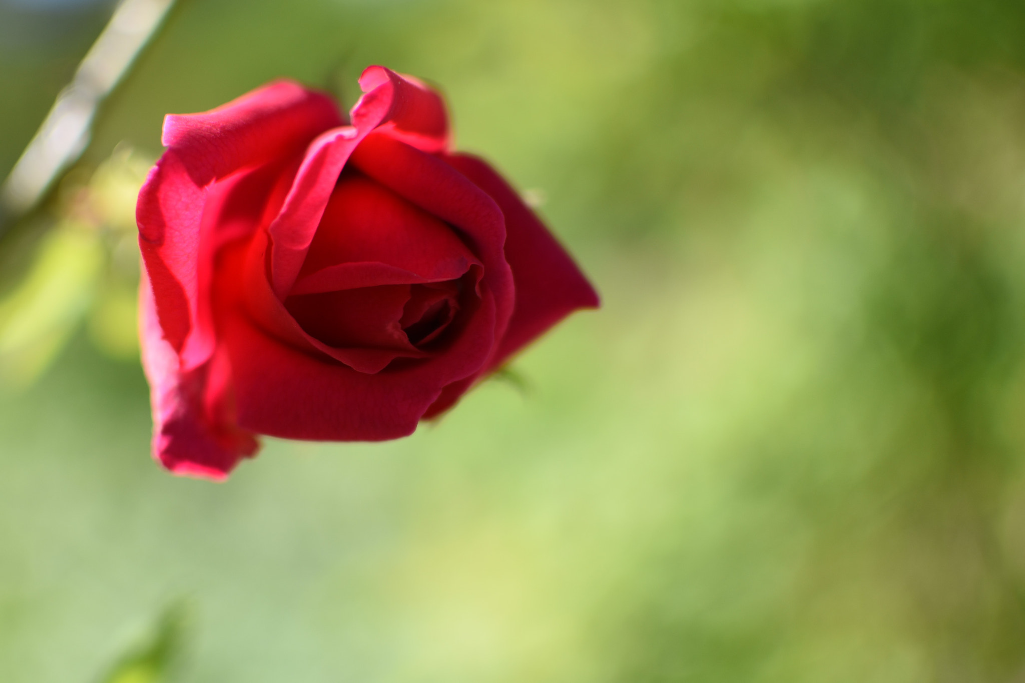 Nikon AF-S DX Nikkor 35mm F1.8G sample photo. La rose photography