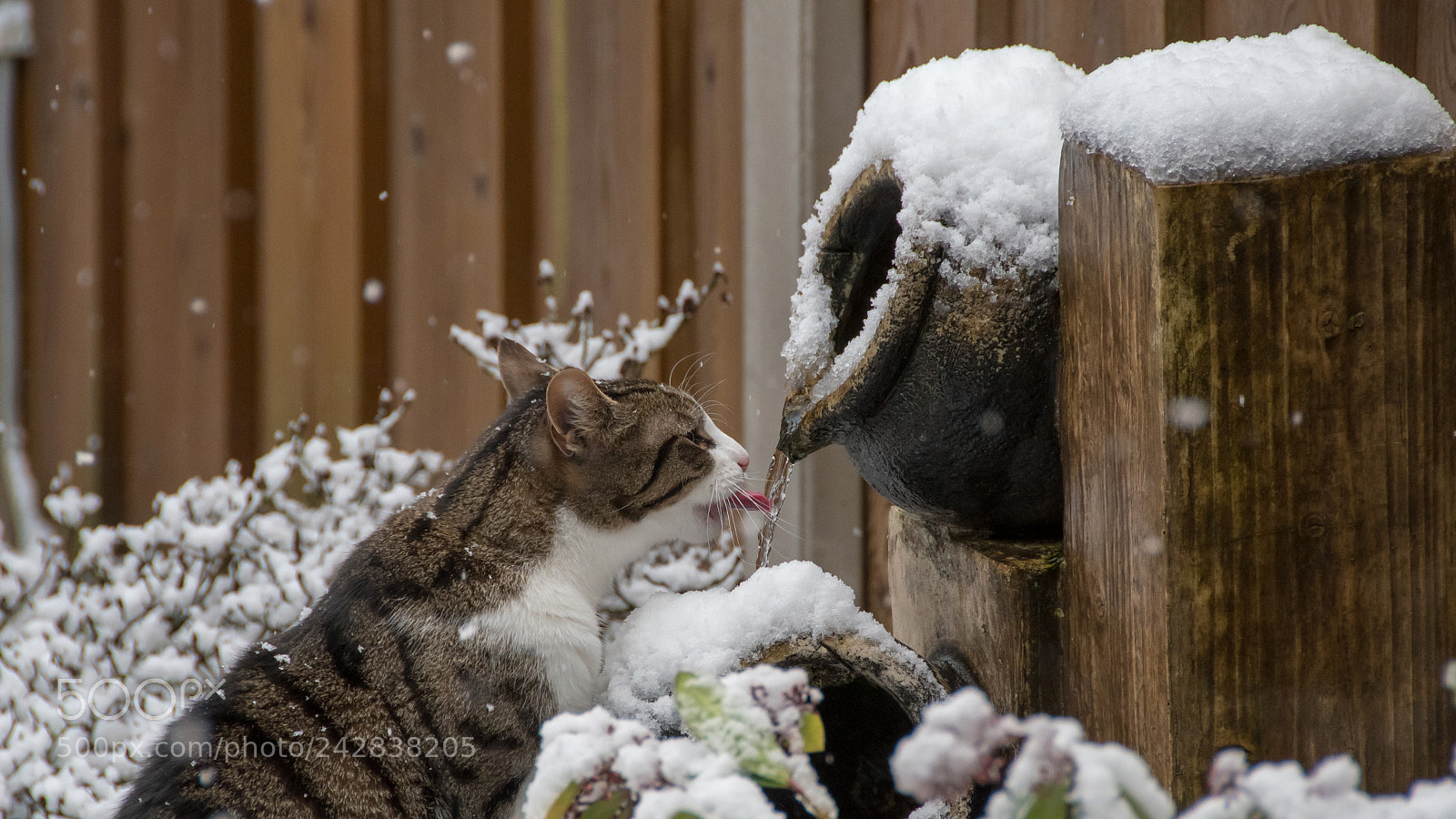 Nikon D500 sample photo. My other cat 2 photography