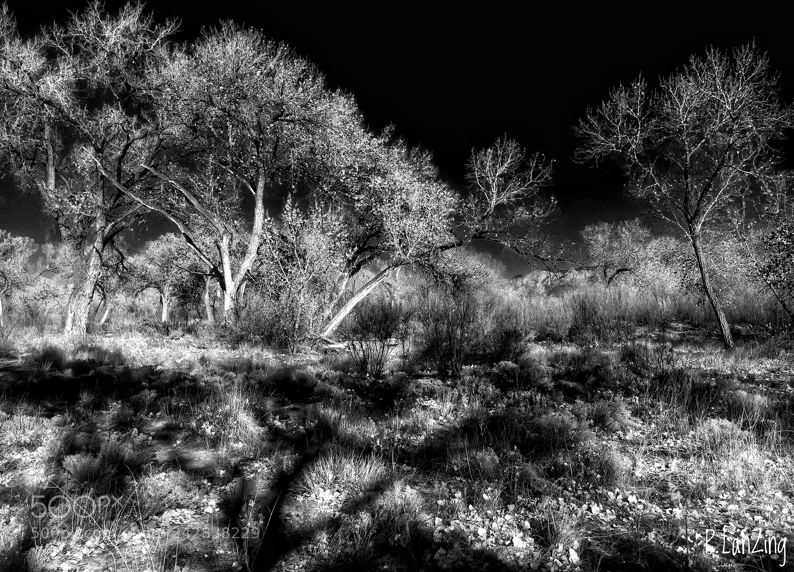 Apple iPhone 6s sample photo. Bosque light photography