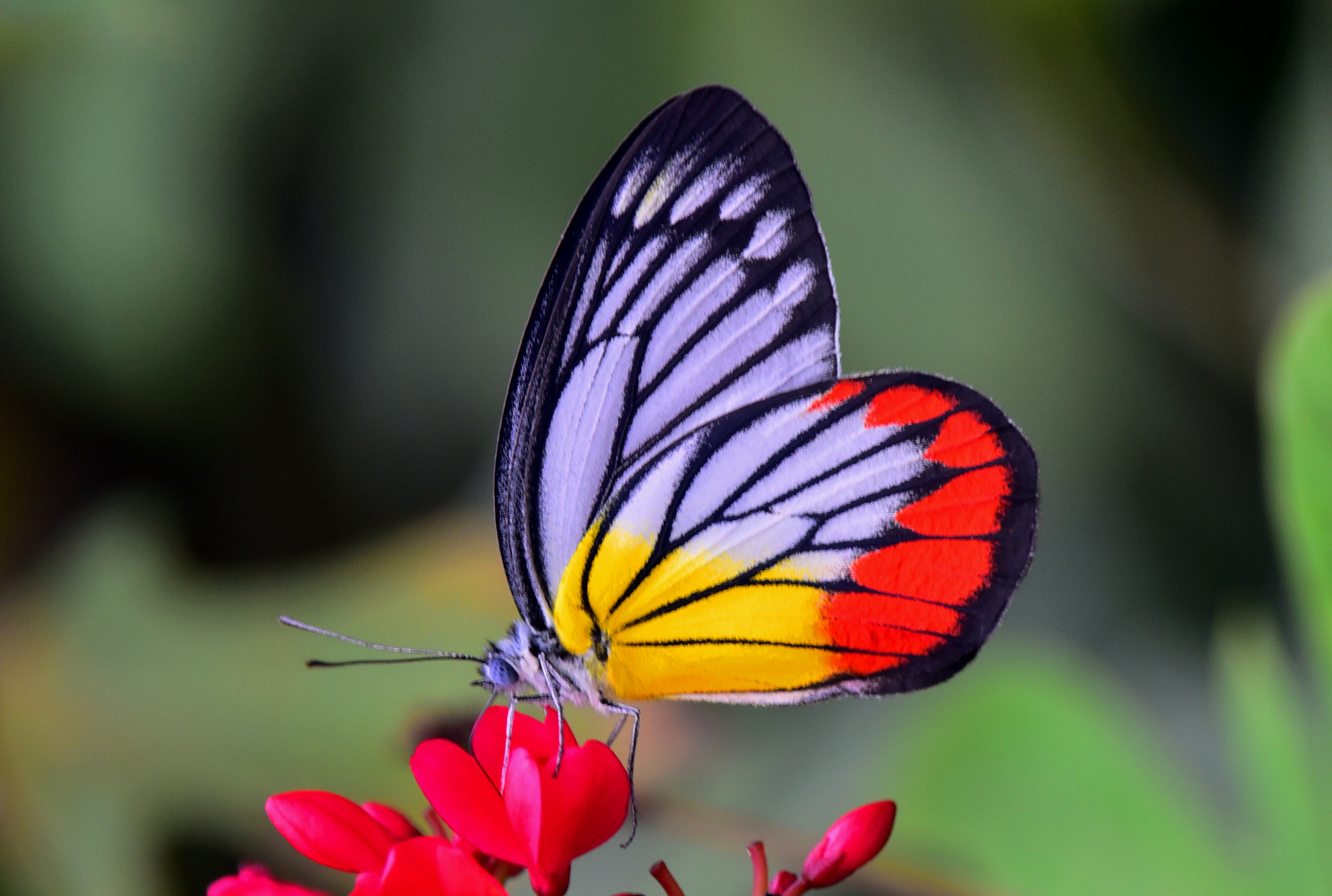 Nikon D750 + Nikon Nikkor AF-S 300mm F4E PF ED VR sample photo. Butterfly on red flowers photography