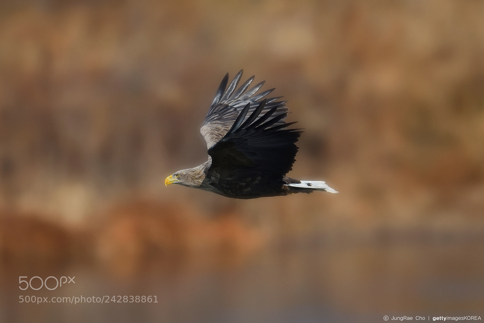 Nikon D850 sample photo. White-tailed sea eagle photography
