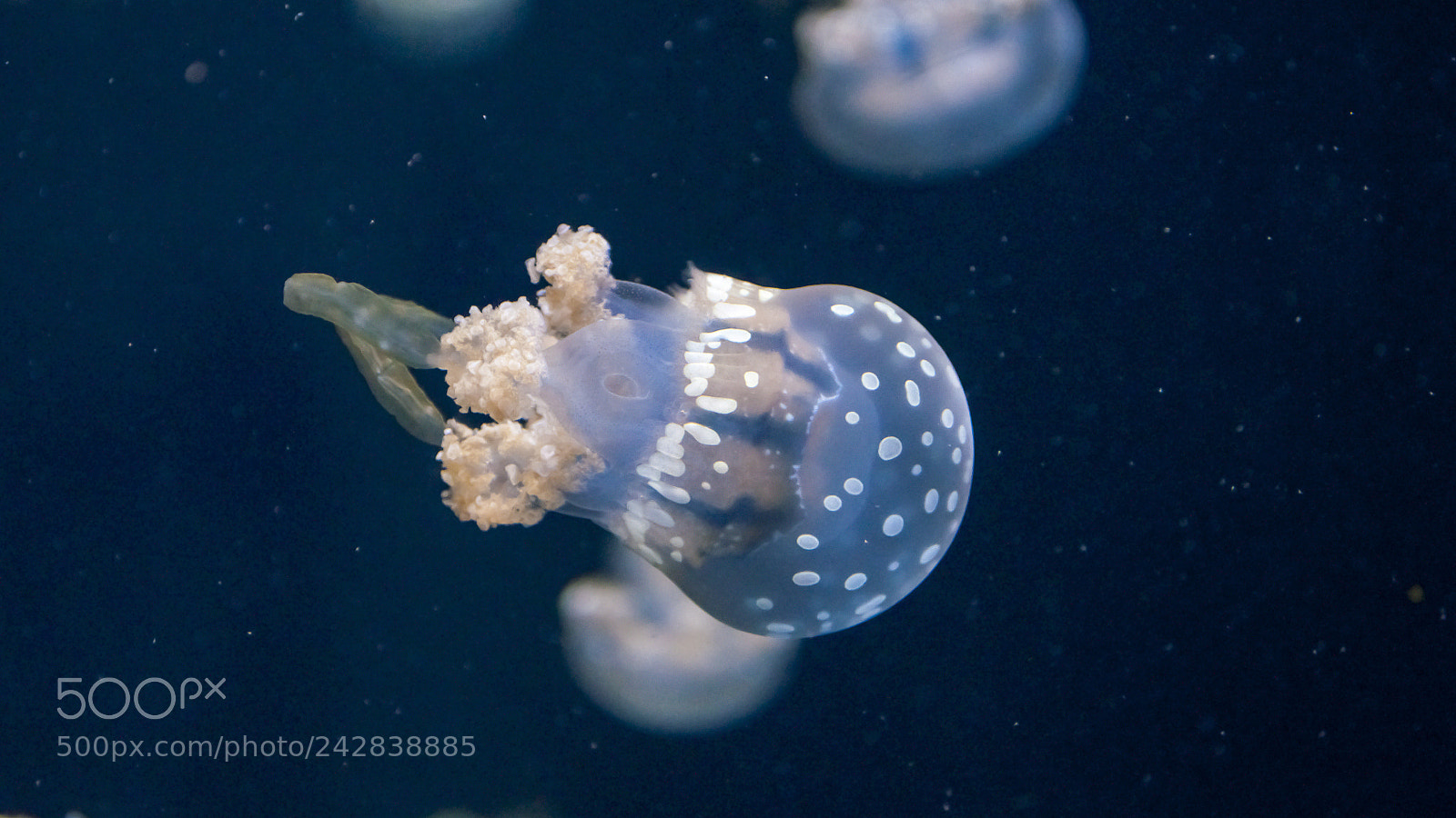 Nikon D90 sample photo. Little jelly photography