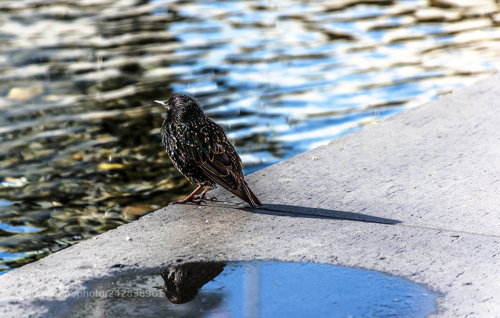 Nikon D7200 sample photo. The little fella. european photography