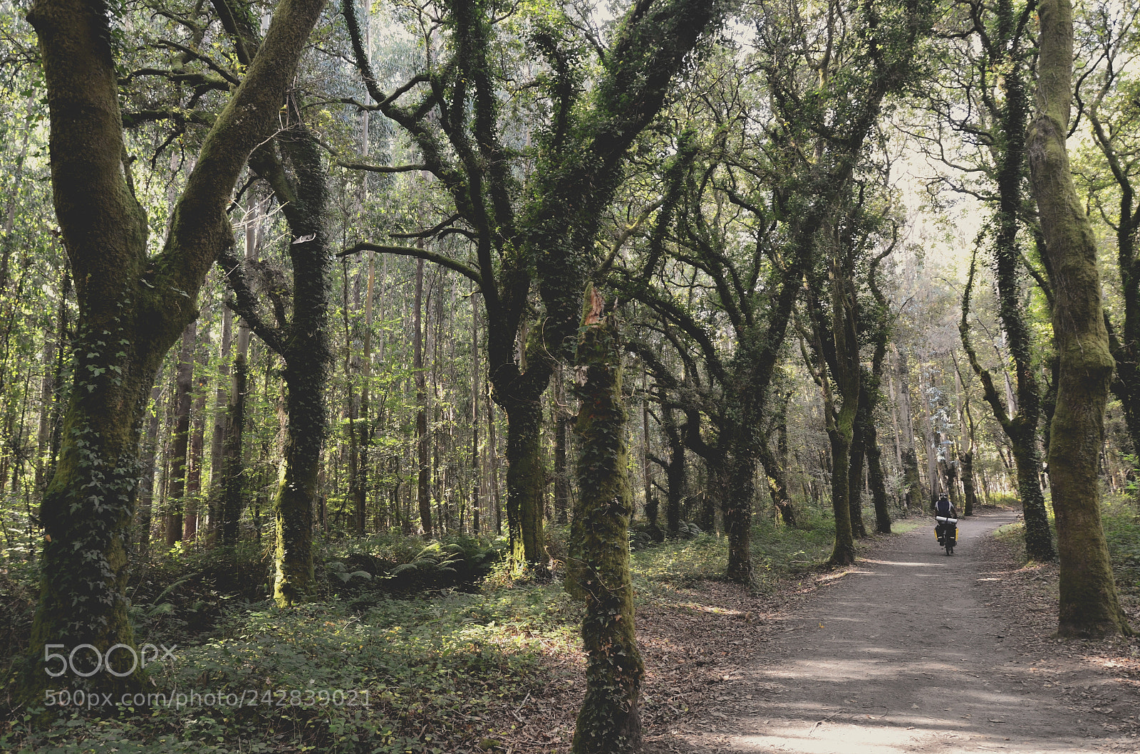Nikon D5100 sample photo. Wild forest photography