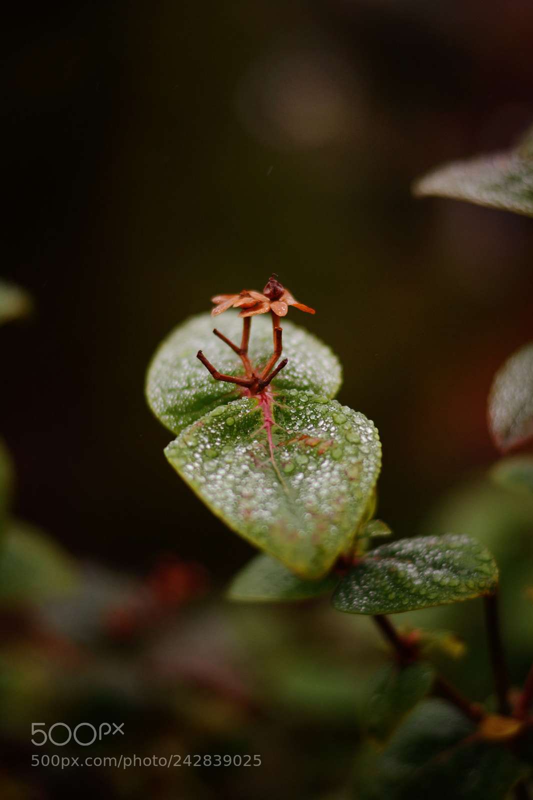 Nikon D7100 sample photo. Details photography