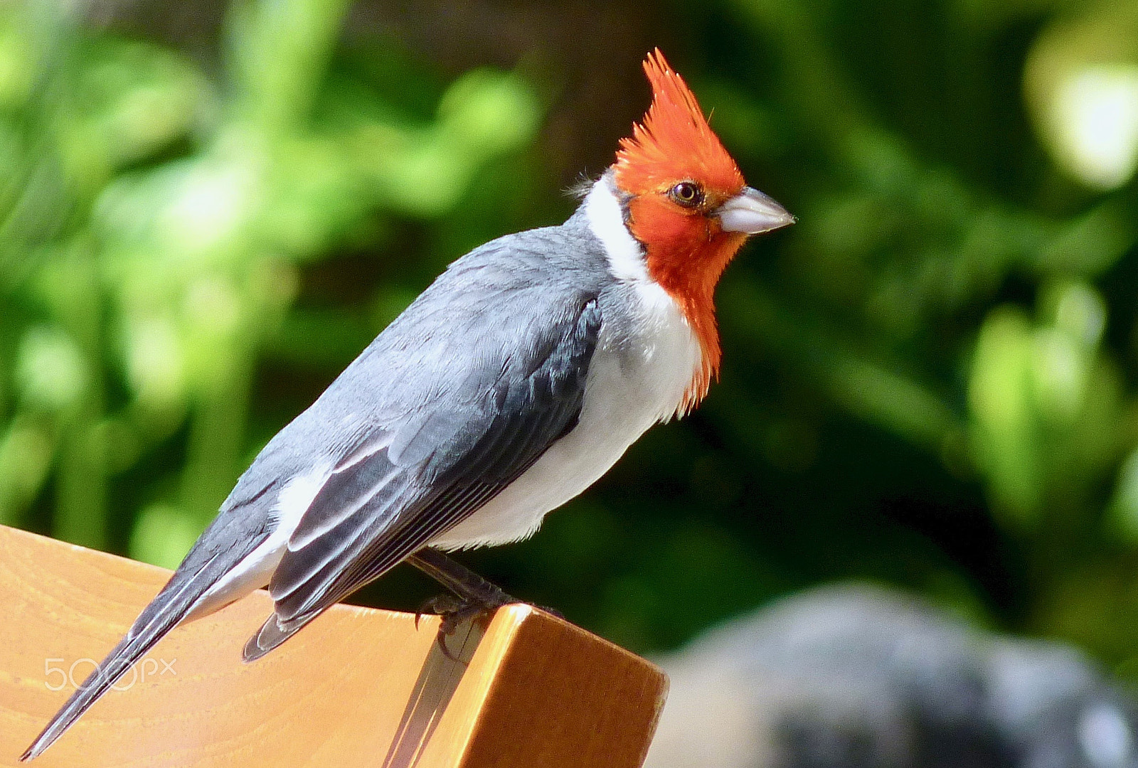 Panasonic Lumix DMC-FZ35 (Lumix DMC-FZ38) sample photo. Hawaiian red crested cardinal photography