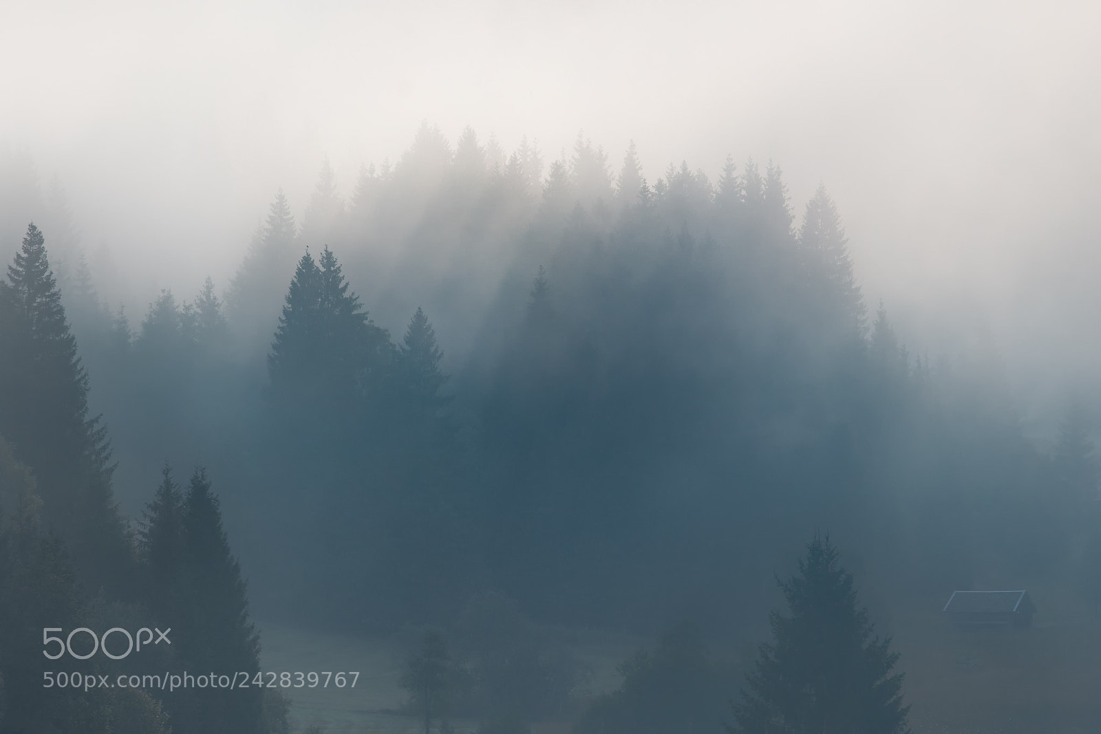 Canon EOS 5DS sample photo. Tree silhouettes morning mis photography