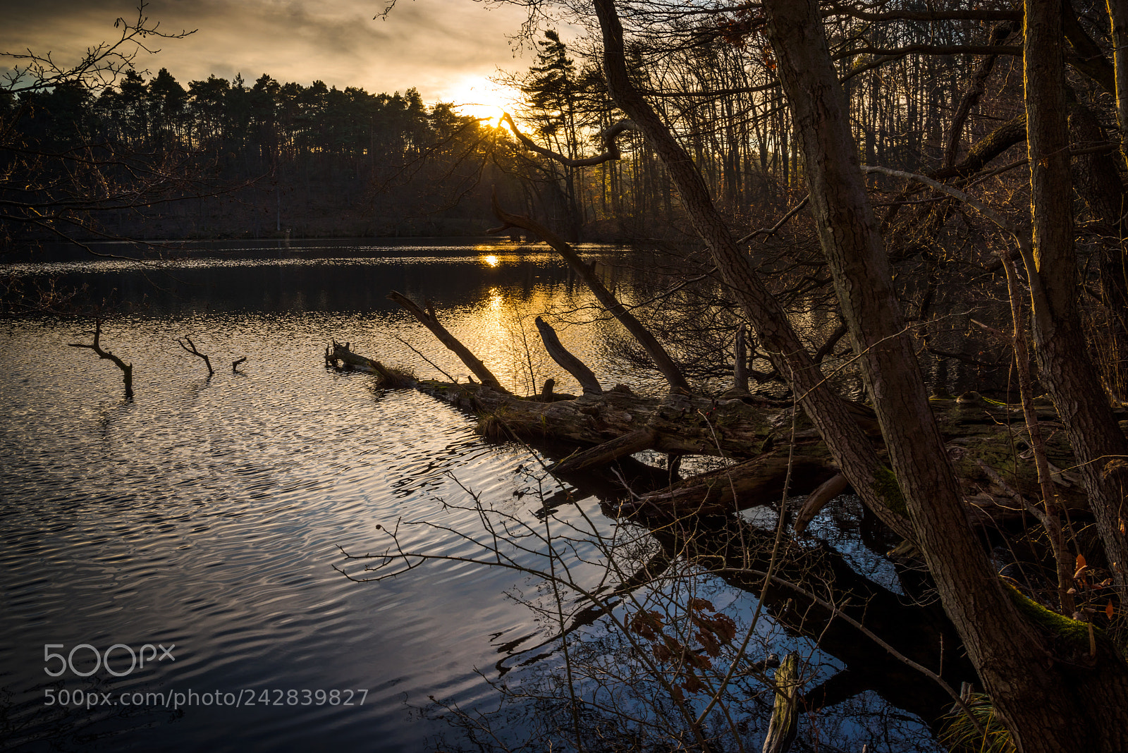 Pentax K-1 sample photo. Pure nature "wirchensee" photography