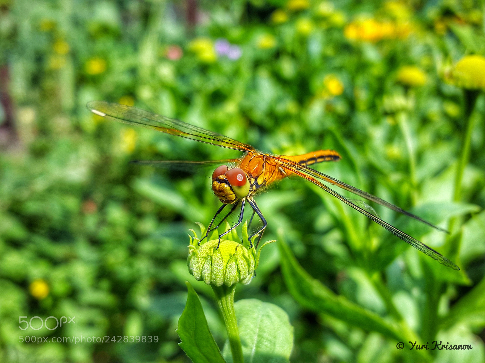 Samsung Galaxy Alpha sample photo. Dragonfly on flower bud photography