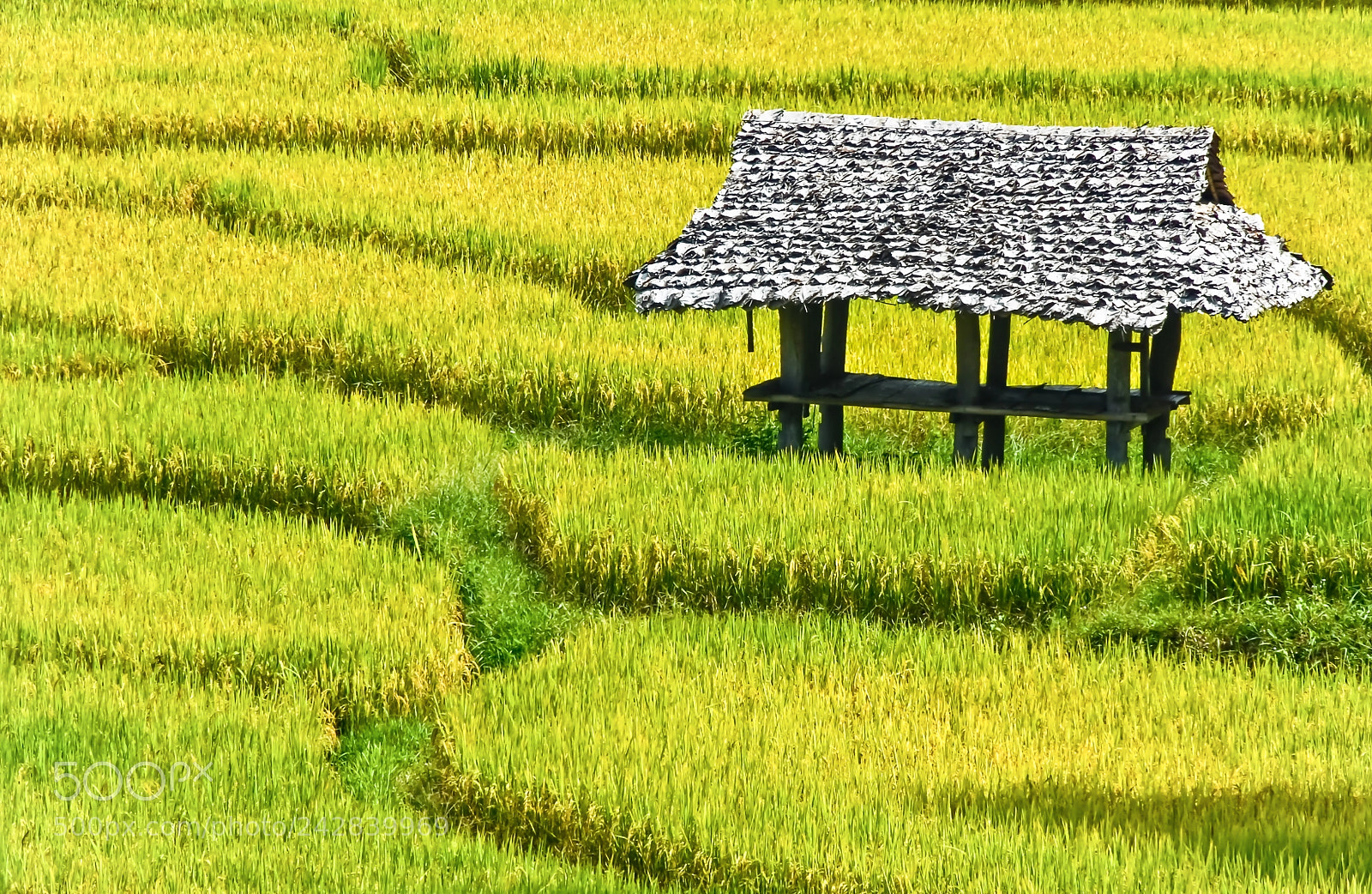 Nikon D200 sample photo. Green paddy field in photography