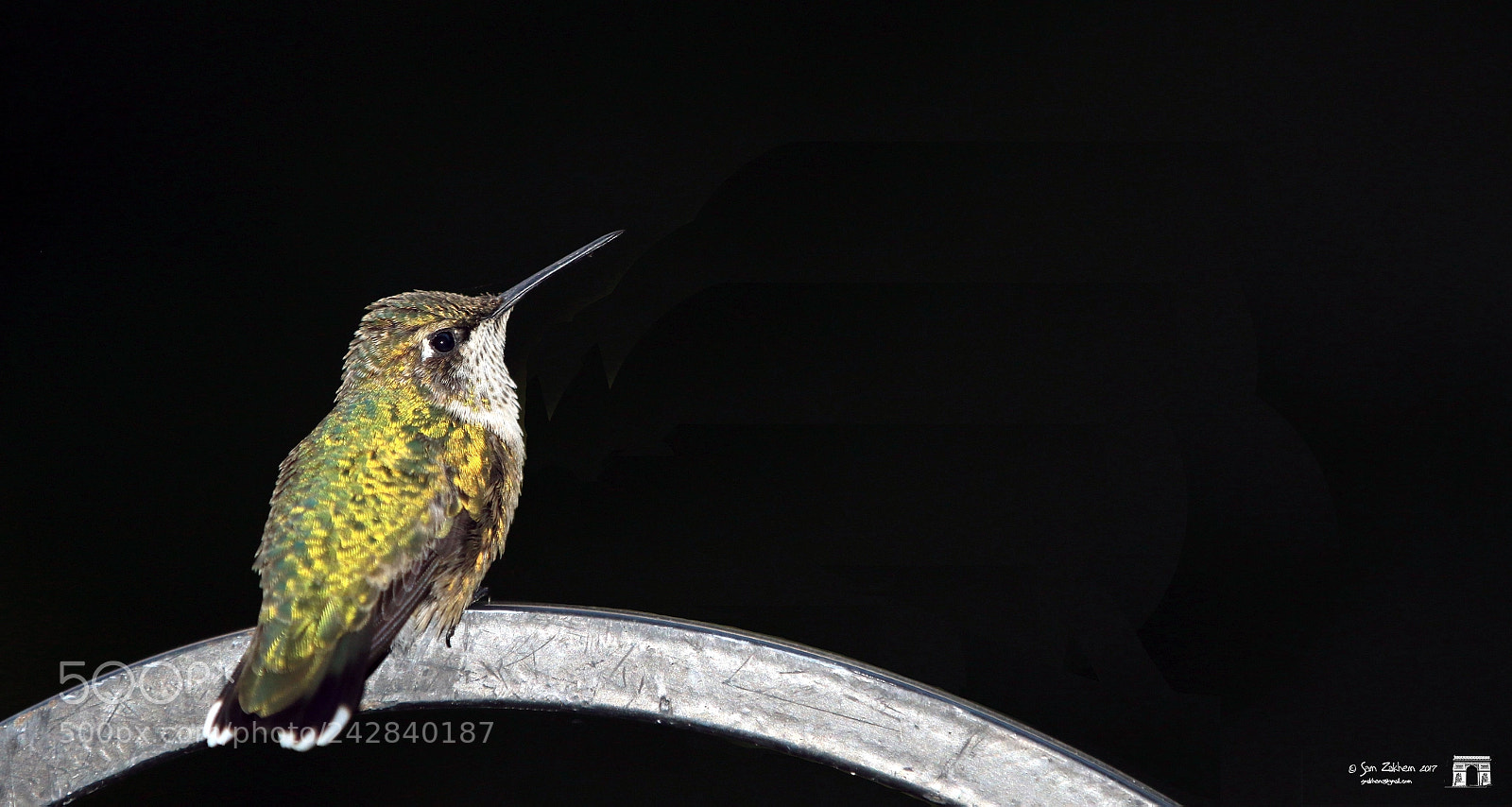 Canon EOS 7D Mark II sample photo. Hummingbird photography