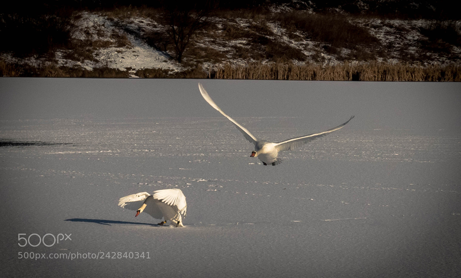 Panasonic Lumix DMC-FZ300 sample photo. Swans in the winter. photography