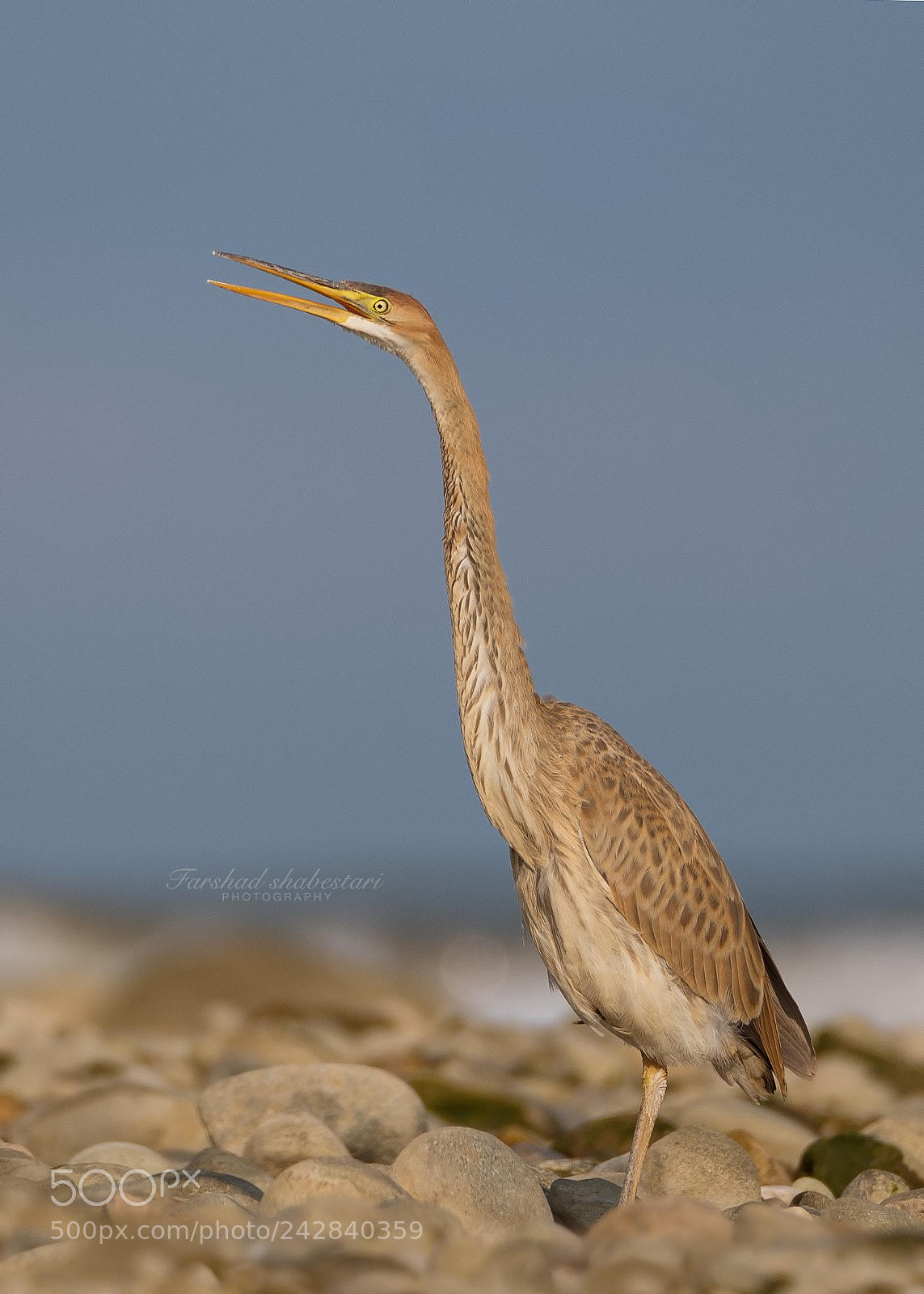 Nikon D610 sample photo. Purple heron photography