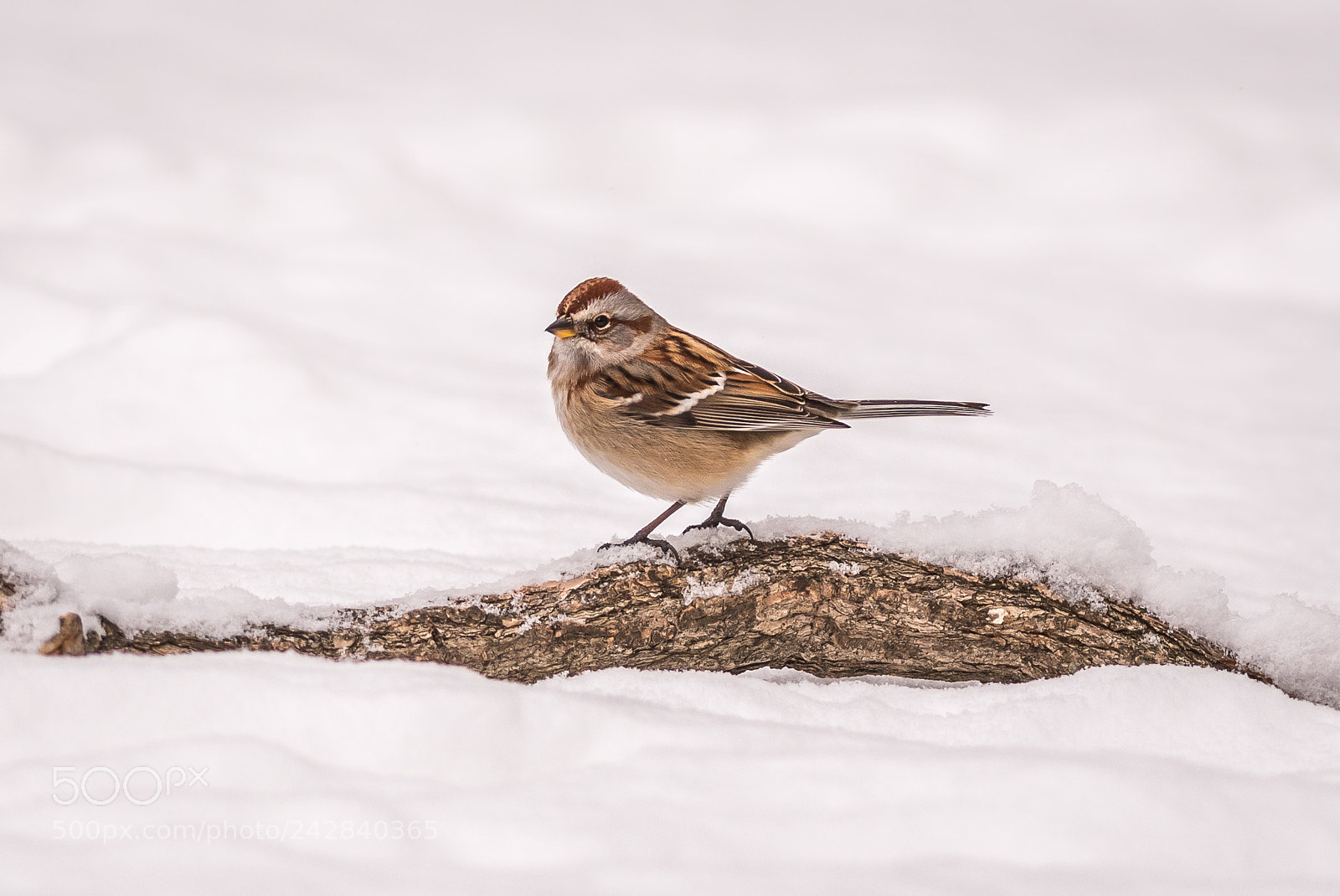 Nikon D500 sample photo. White-throated sparrow in deep photography