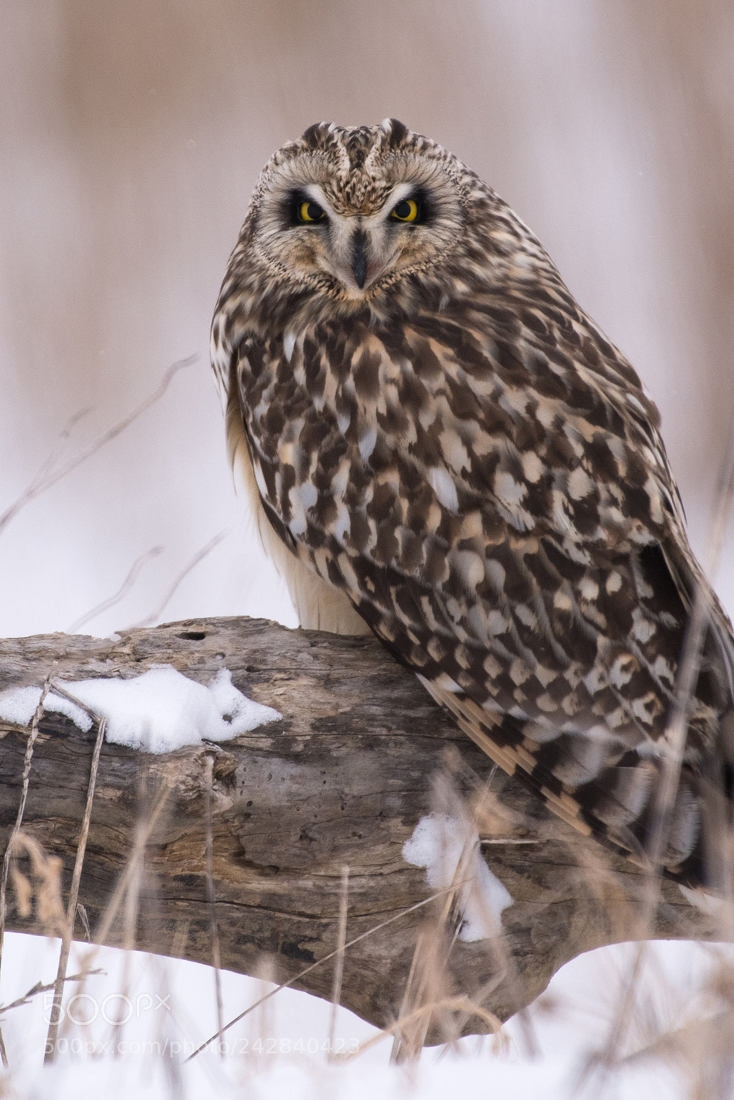 Nikon D850 sample photo. Short eared owl photography