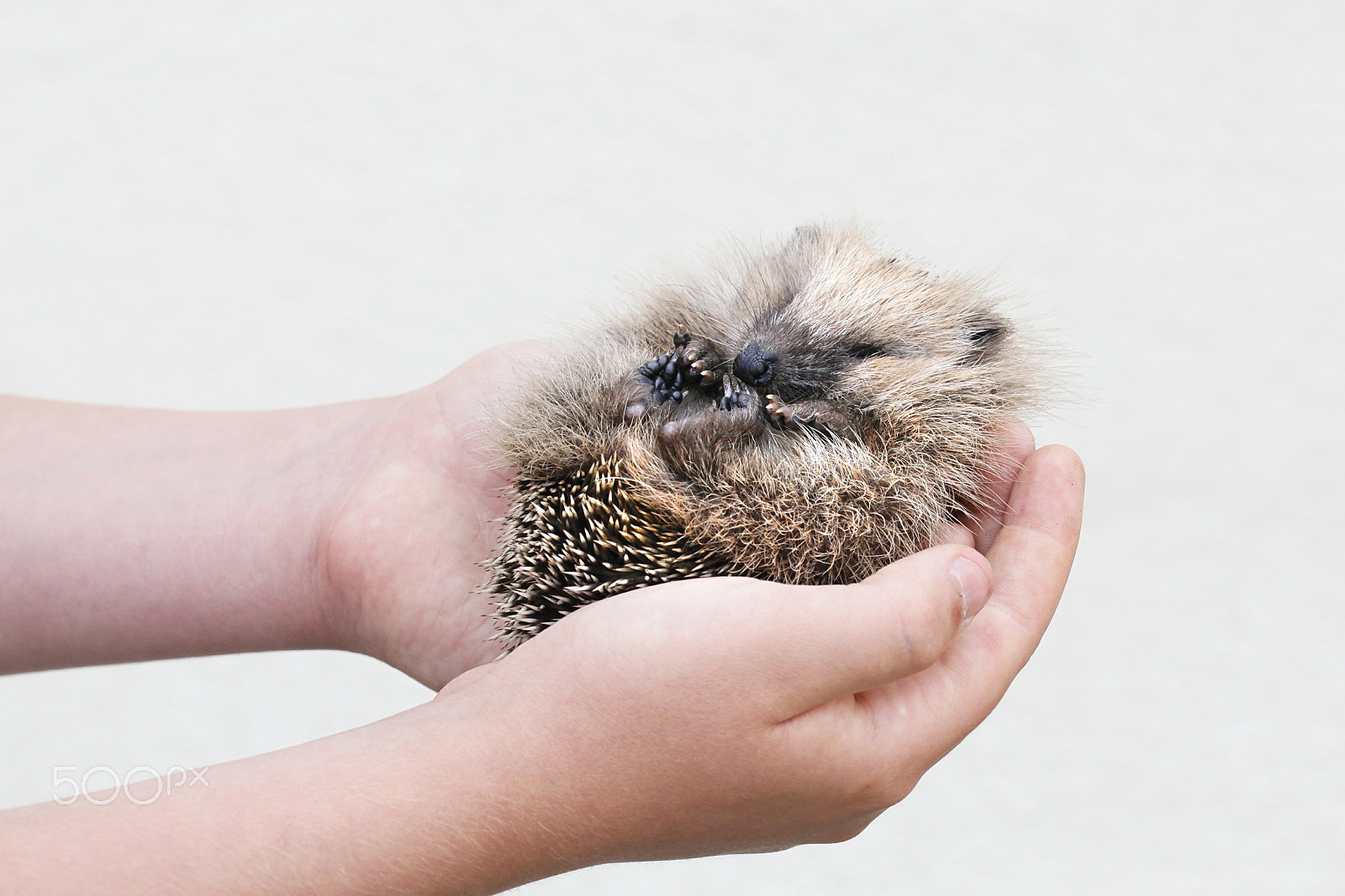 Canon EF 100mm F2.8L Macro IS USM sample photo. European hedgehog cub photography