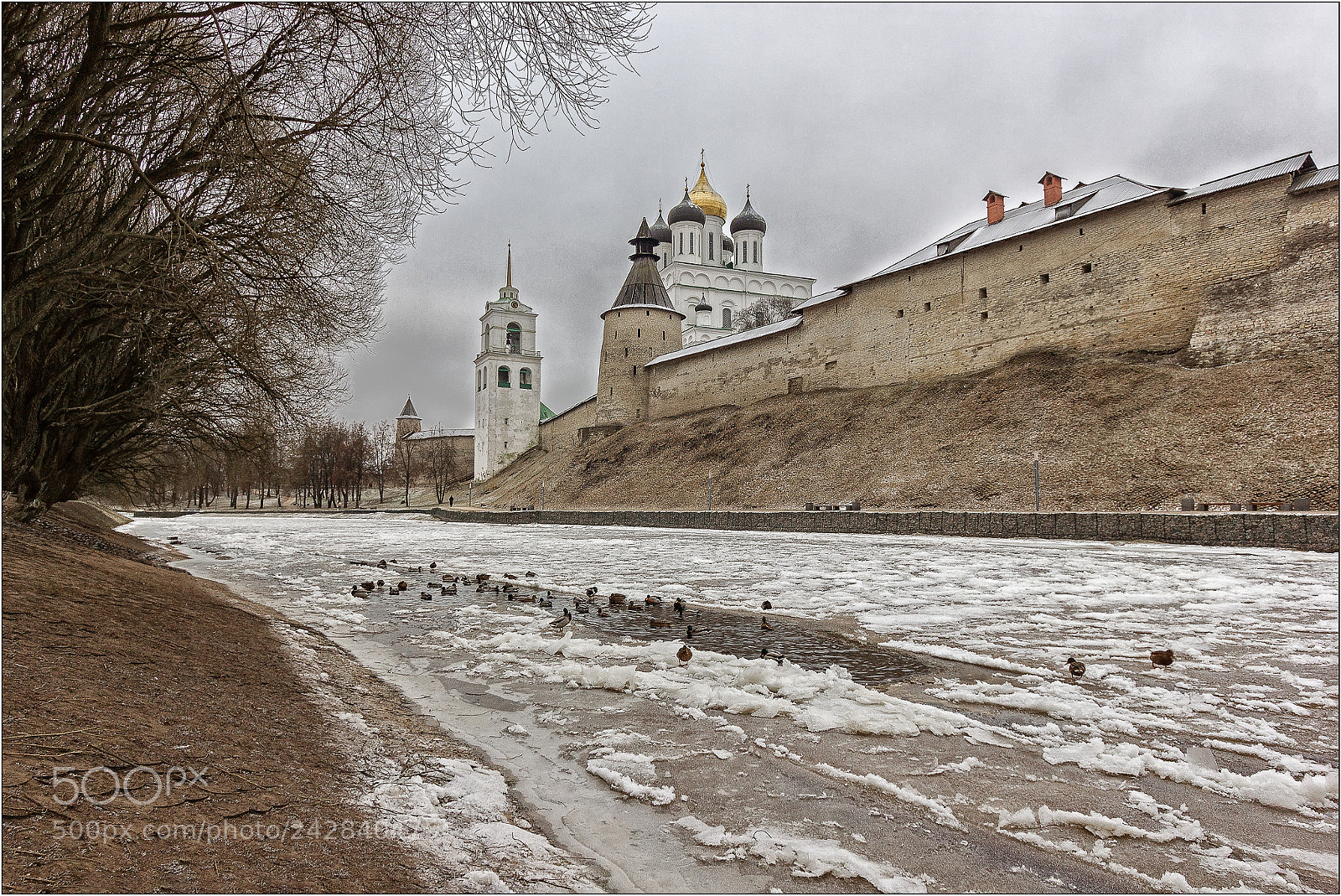 Canon EOS 550D (EOS Rebel T2i / EOS Kiss X4) sample photo. Pskov ducks photography