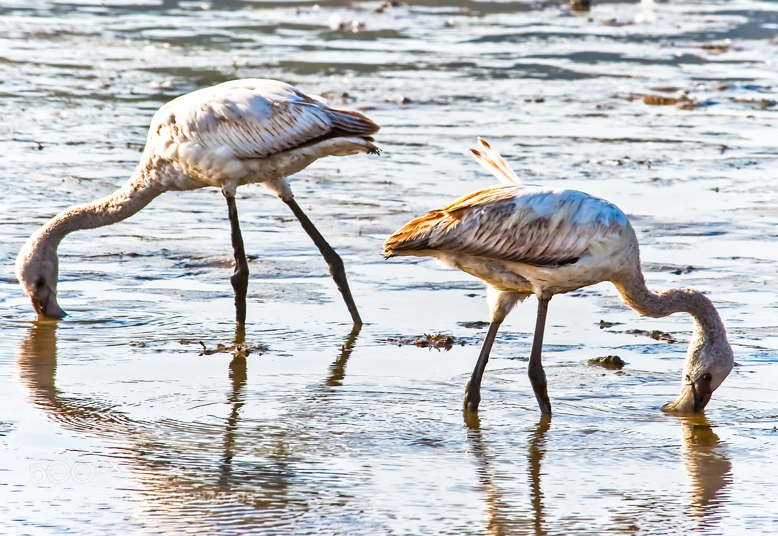 Nikon D700 sample photo. Flamingos at nakuru lake photography