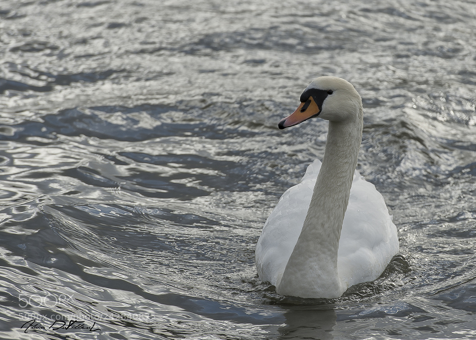 Nikon D4 sample photo. Cygne photography