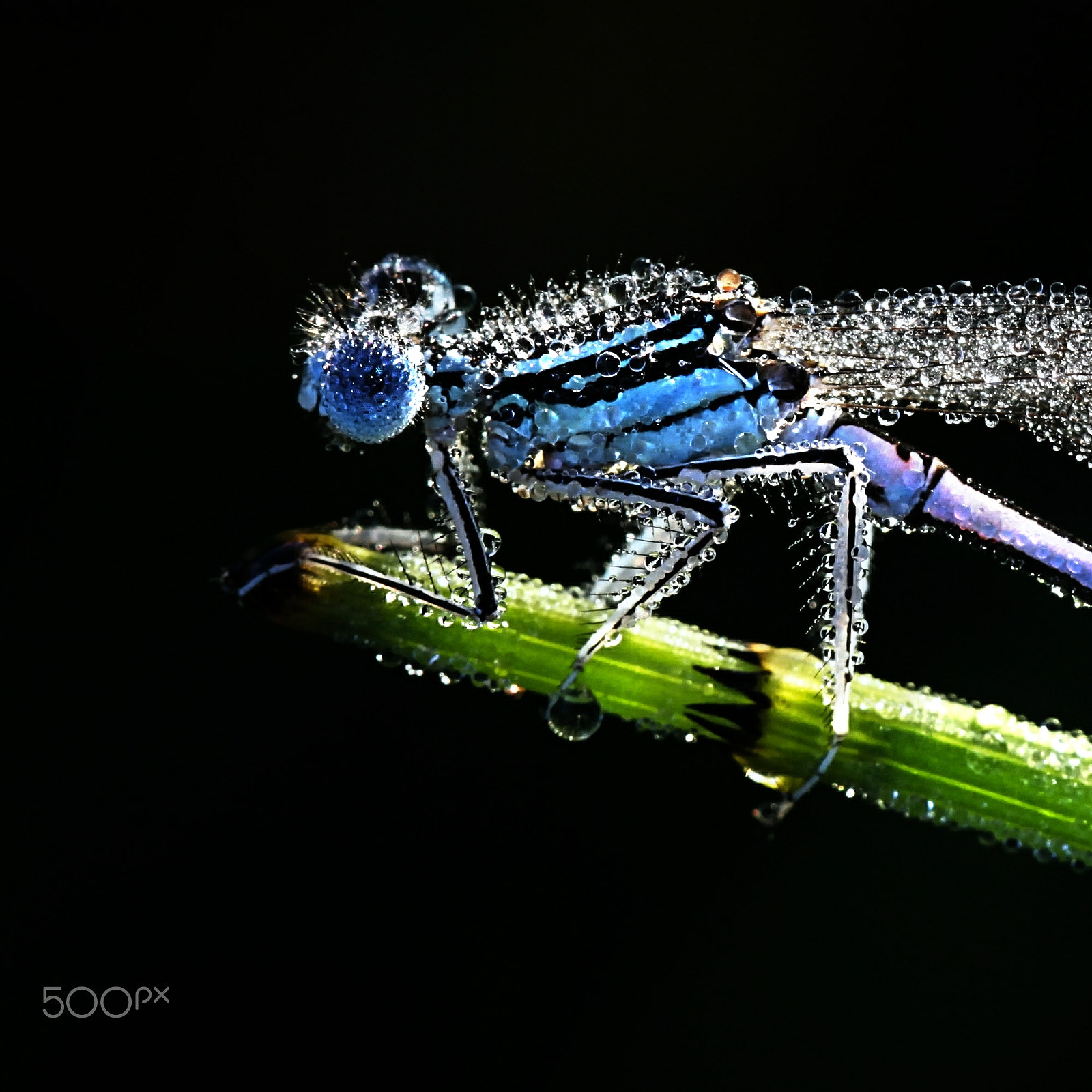Canon EF 100mm F2.8L Macro IS USM sample photo. Blue featherleg or white-legged damselfly, platycnemis pennipes photography