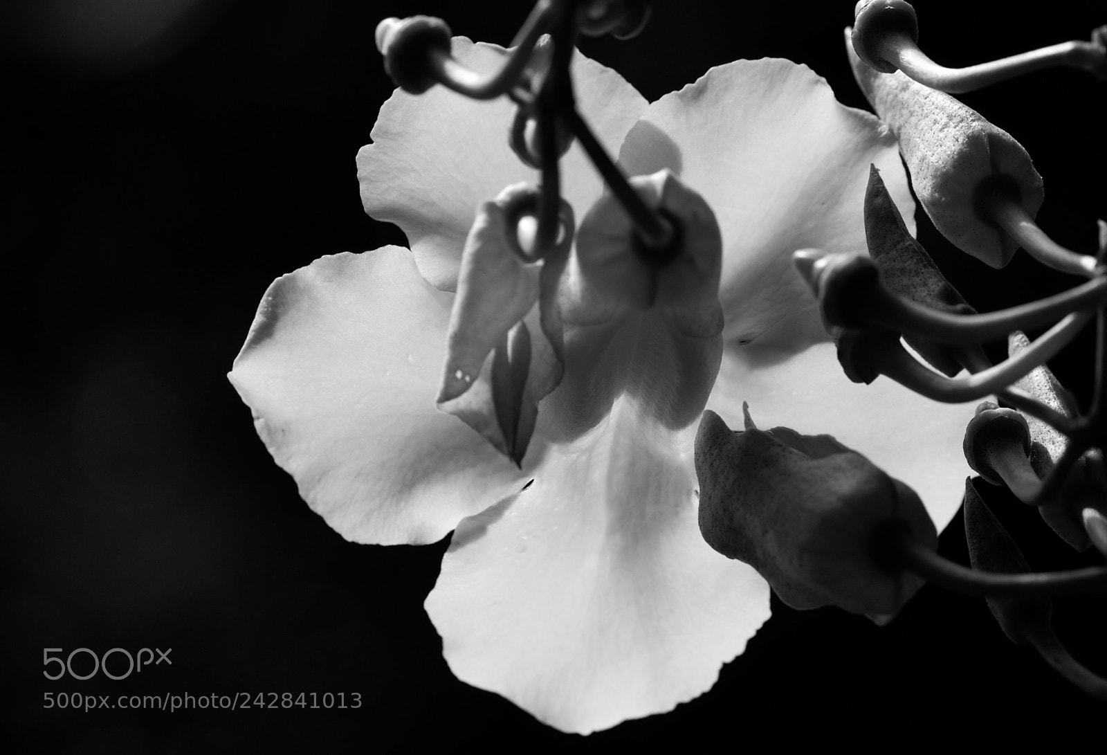 Nikon D80 sample photo. Black&white photography