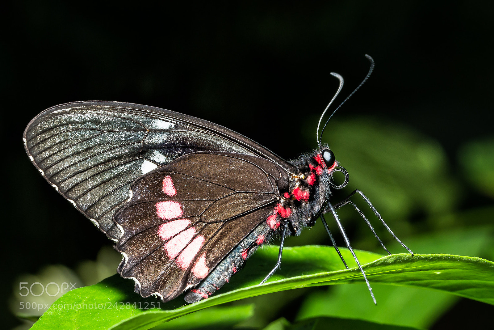 Nikon D800 sample photo. Swallowtail butterfly photography