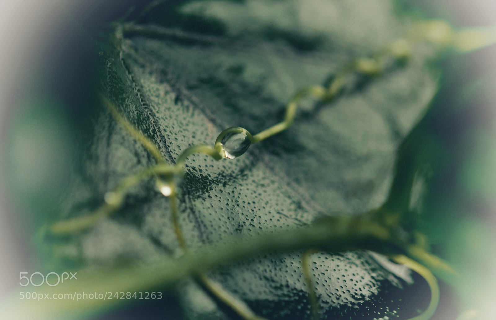 Nikon D80 sample photo. Drop photography