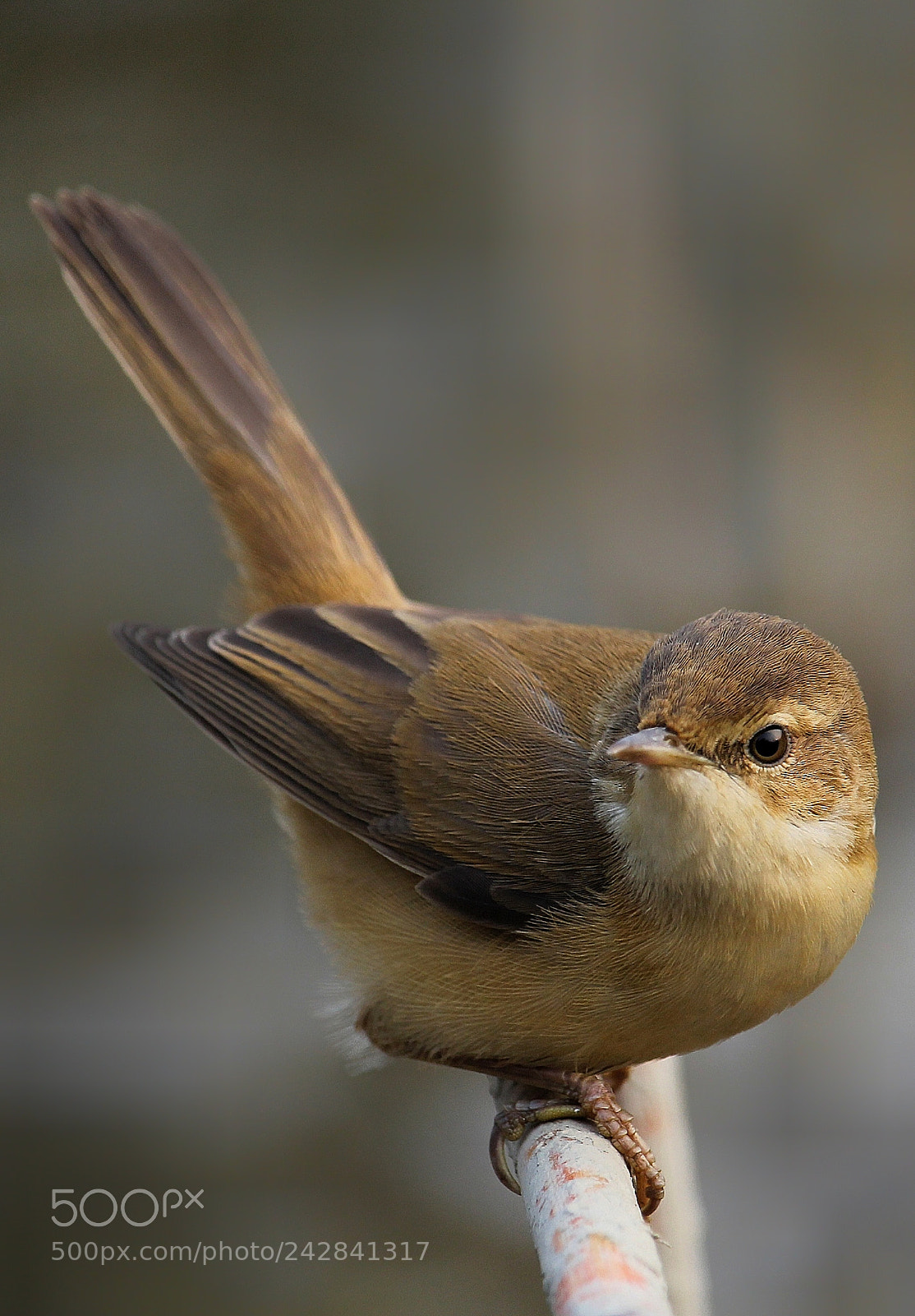 Canon EOS 60D sample photo. Look back photography
