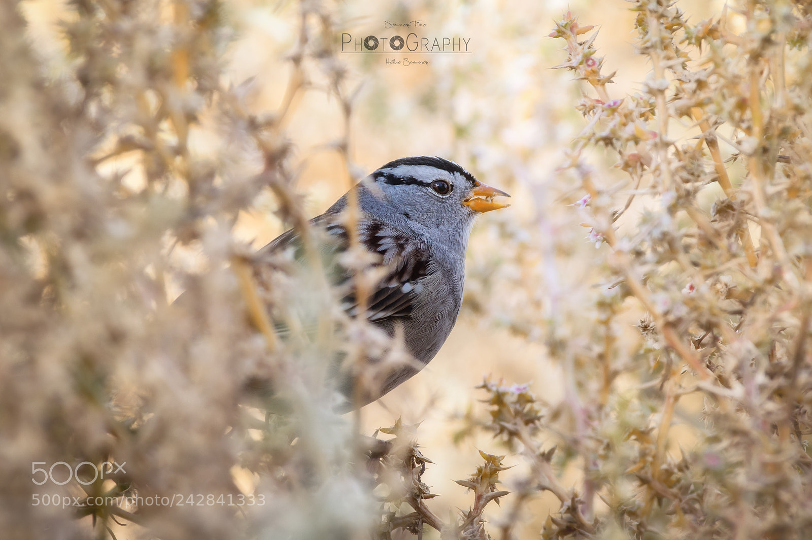 Pentax K-3 sample photo. [ sweet little birdy ] photography